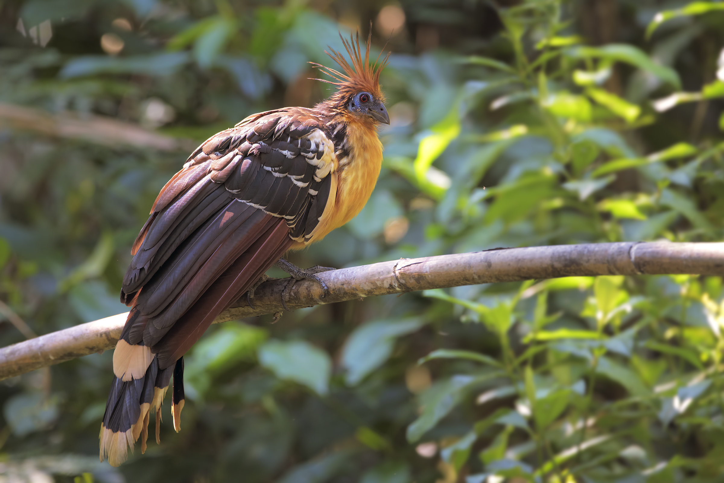 Hoatzin