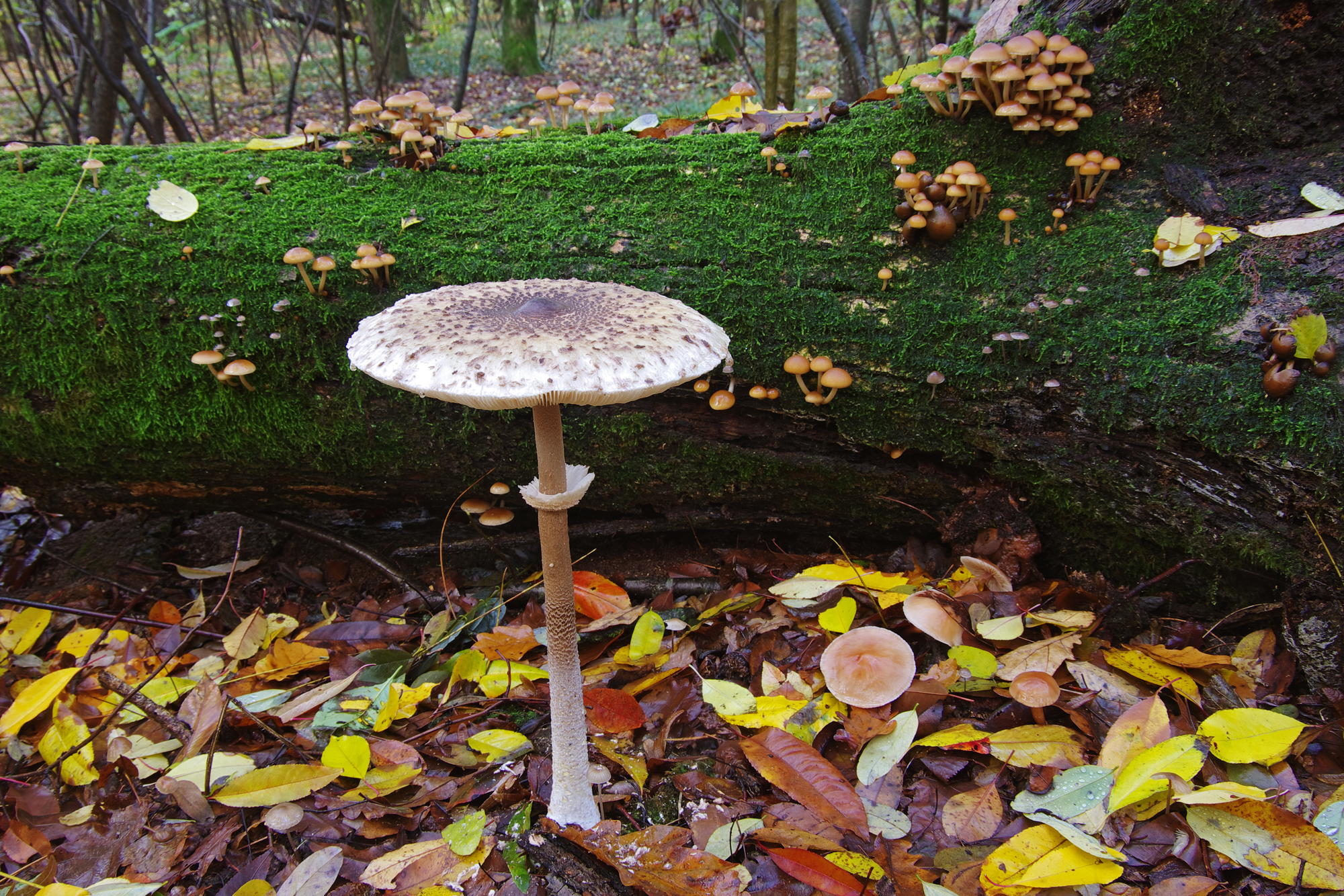 Un gigante tra i nani