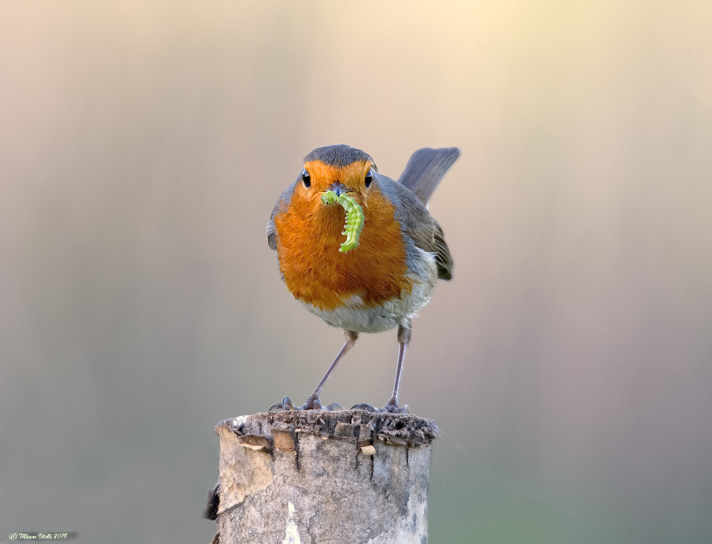 Pettirosso con preda (Erithacus rubecula)