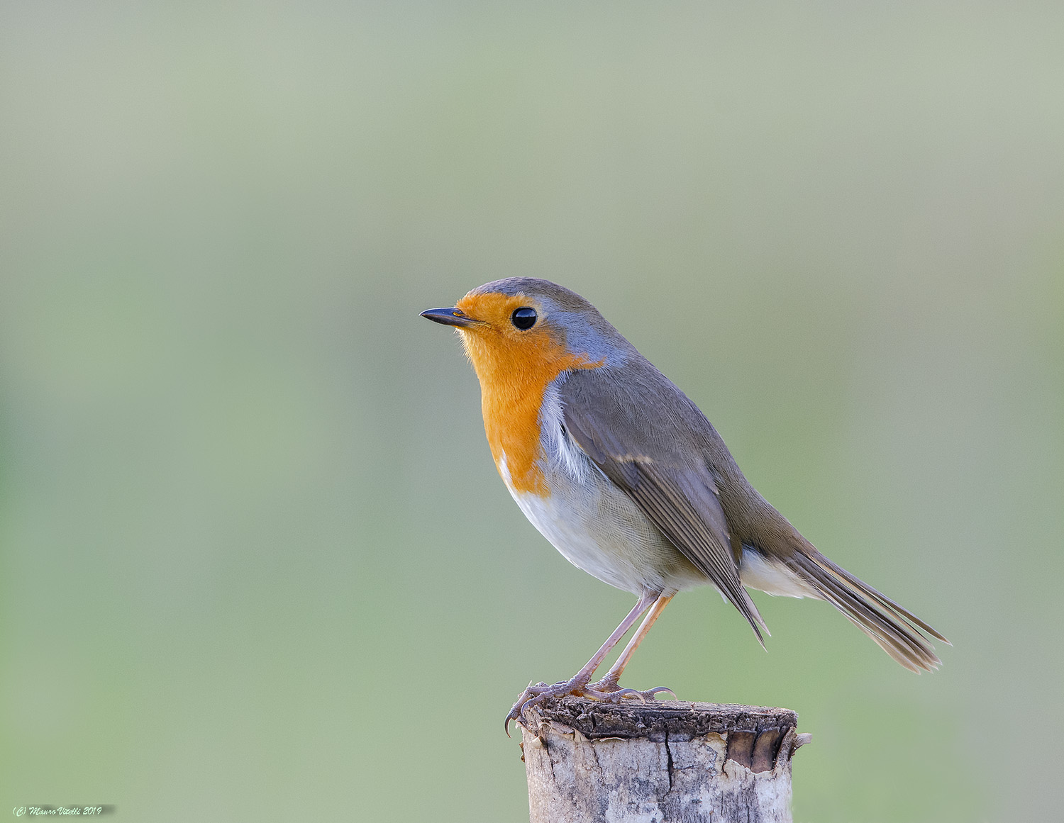 Pettirosso (Erithacus rubecula)