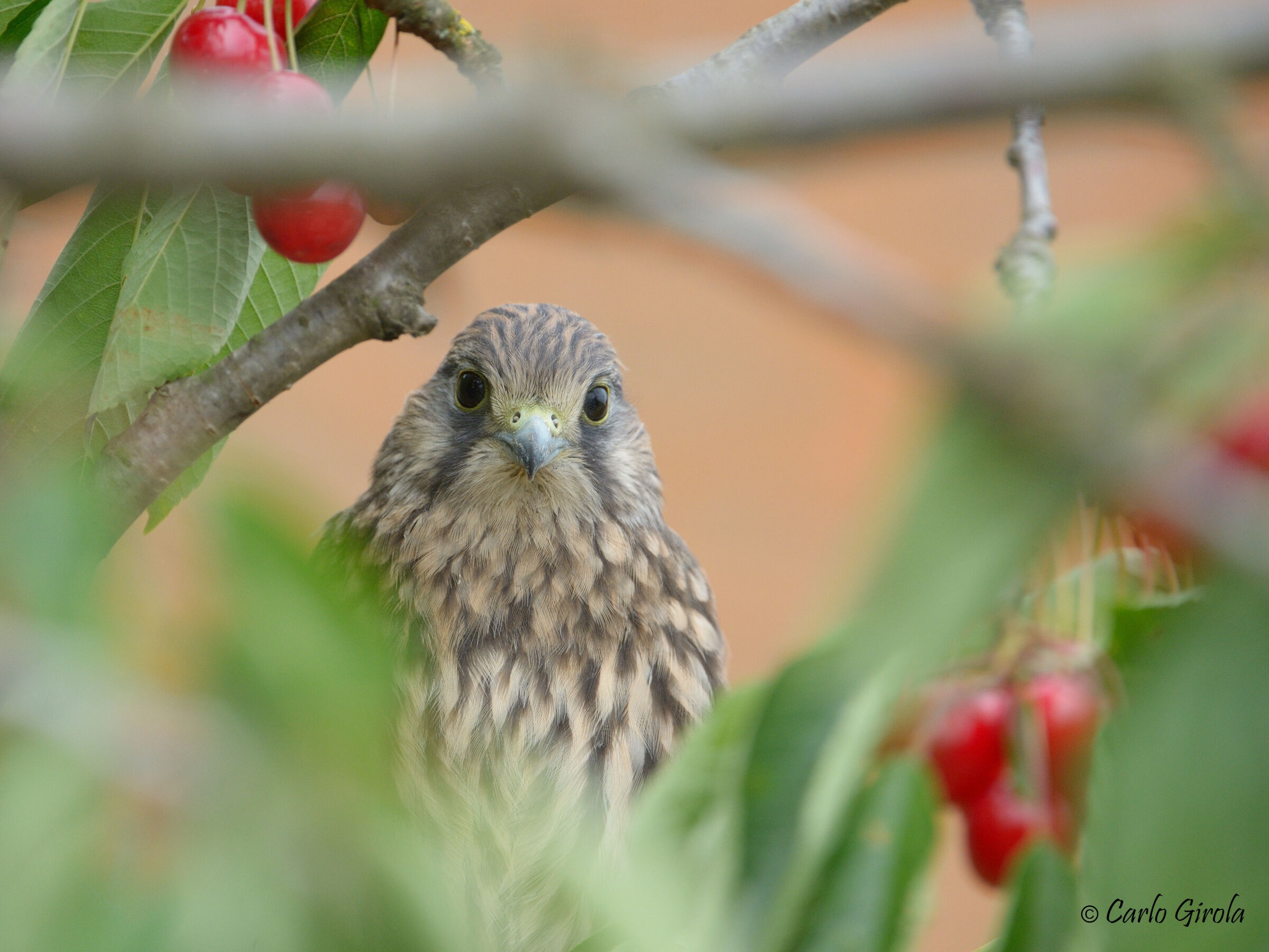 Gheppio (Falco tinnunculus)