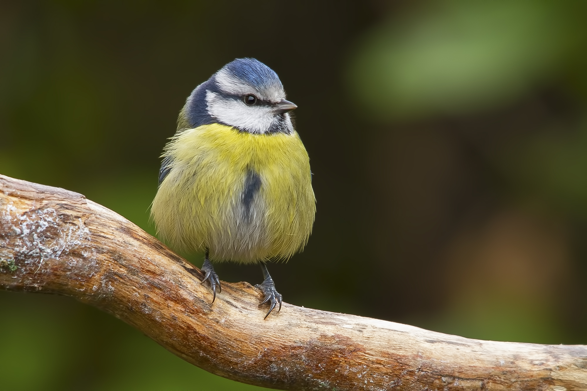 Blue Tit.