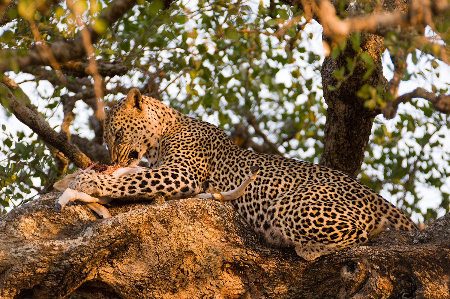 Leopardo con preda al tramonto