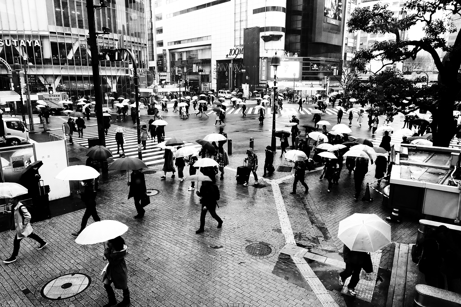 l'invasione degli ombrelli bianchi