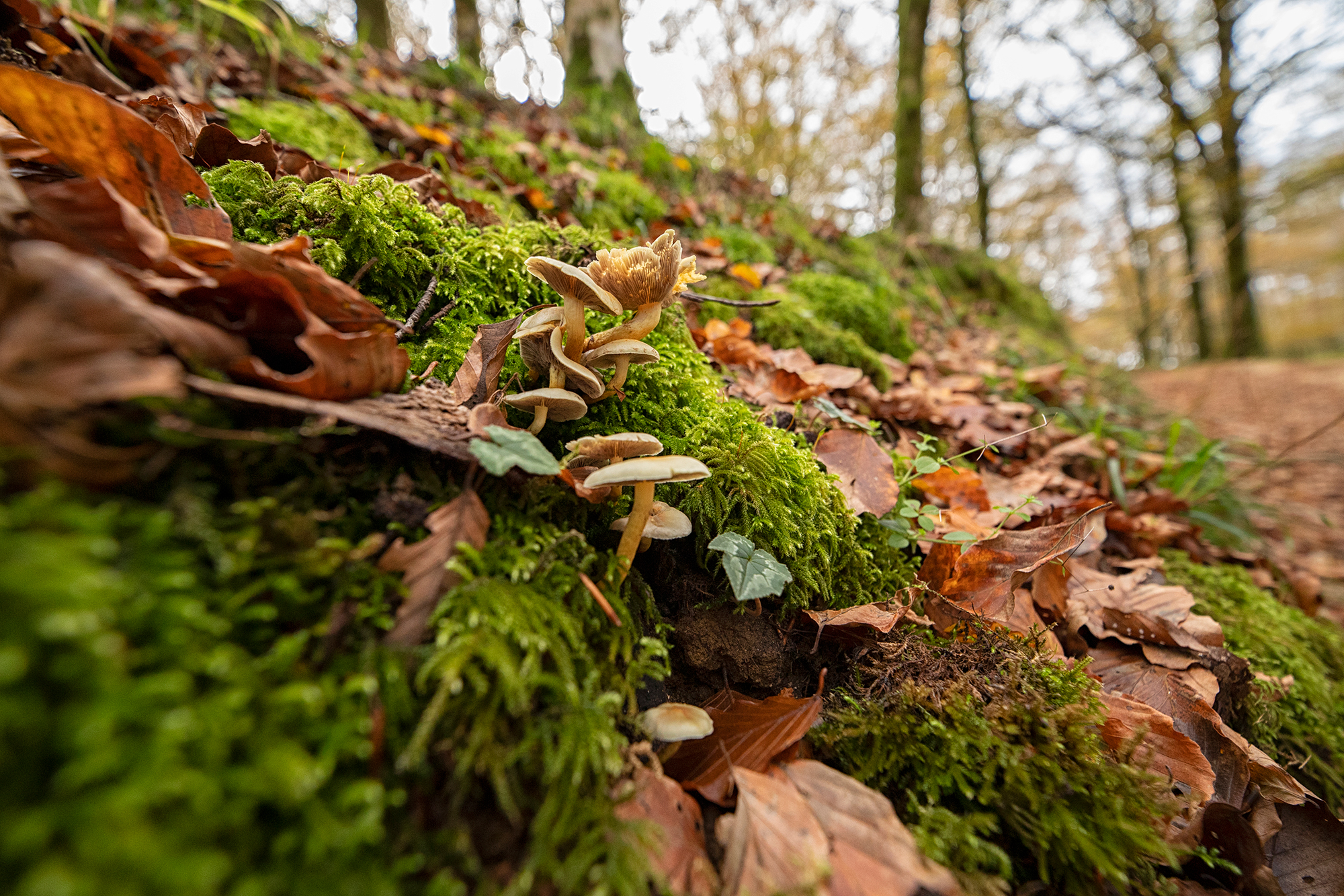 Paxillus involutus