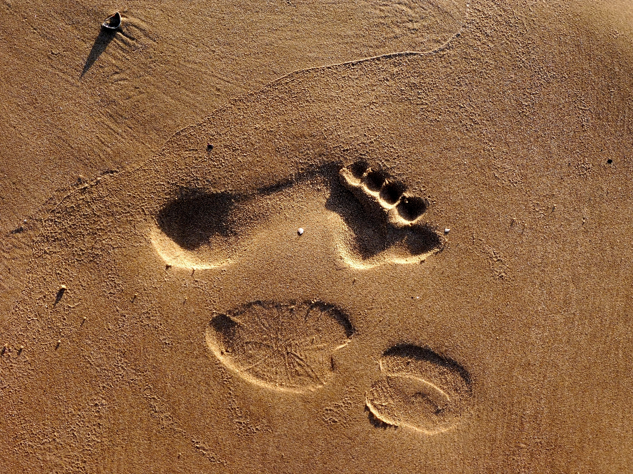 Neanderthals vs Sapiens