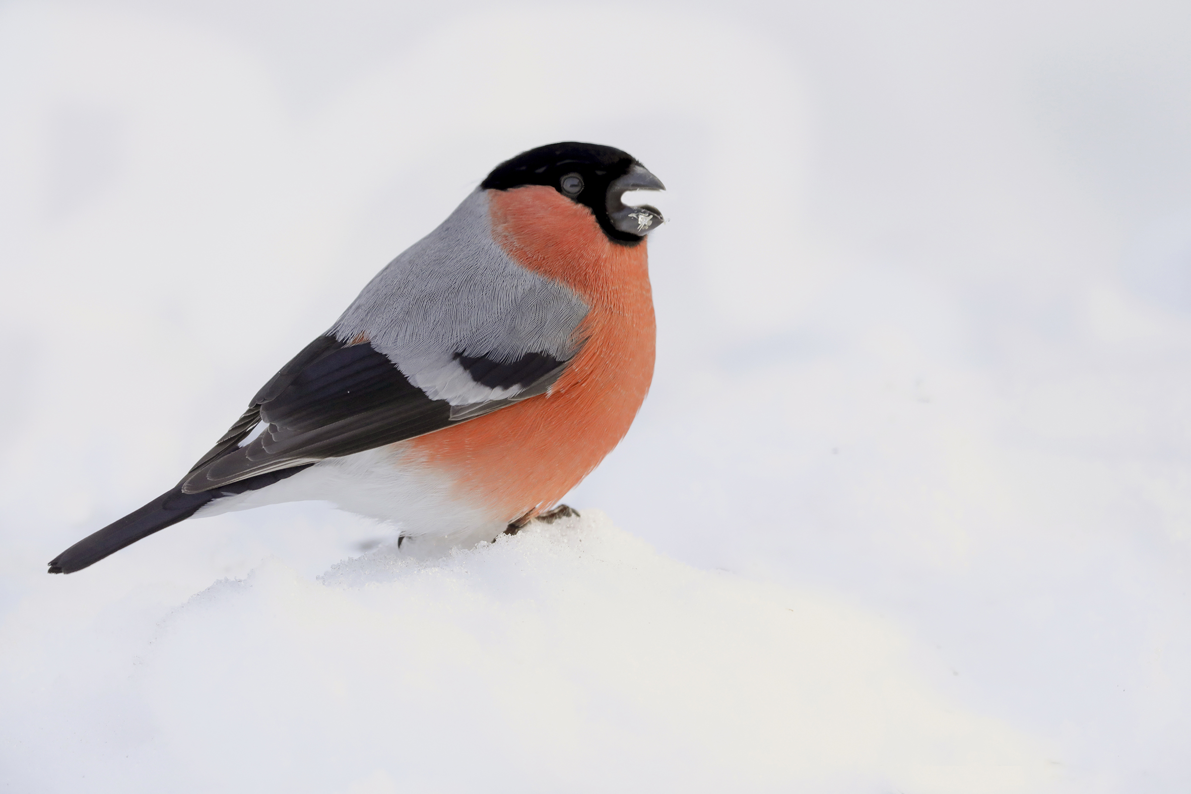 ciuffolotto in mezzo alla neve