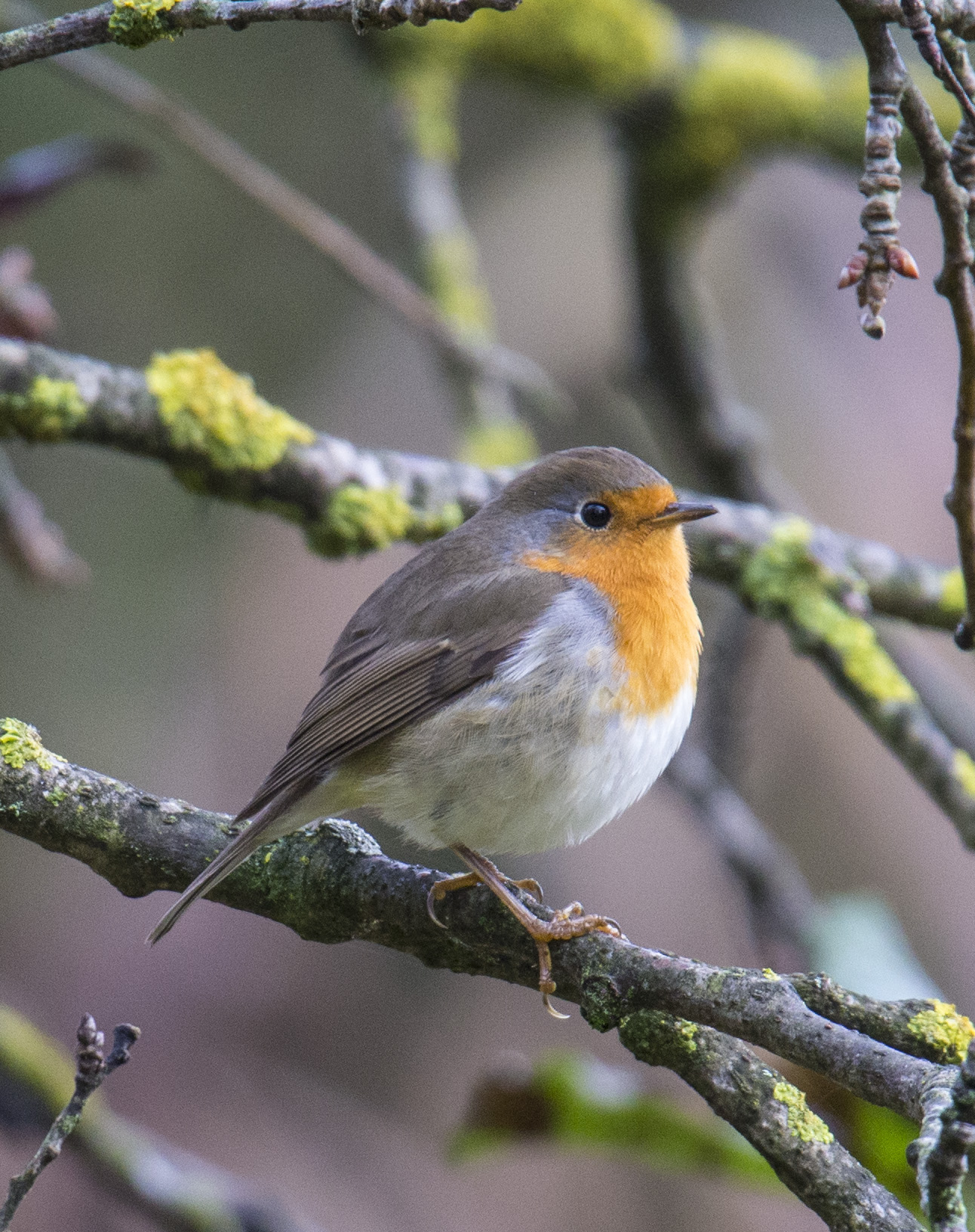 pettirosso tra i rami