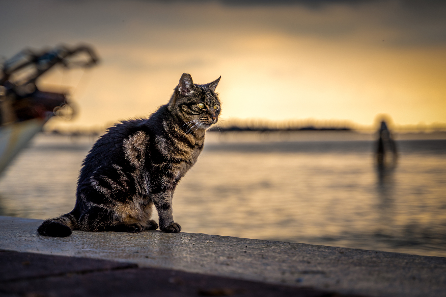 Burano's Cat