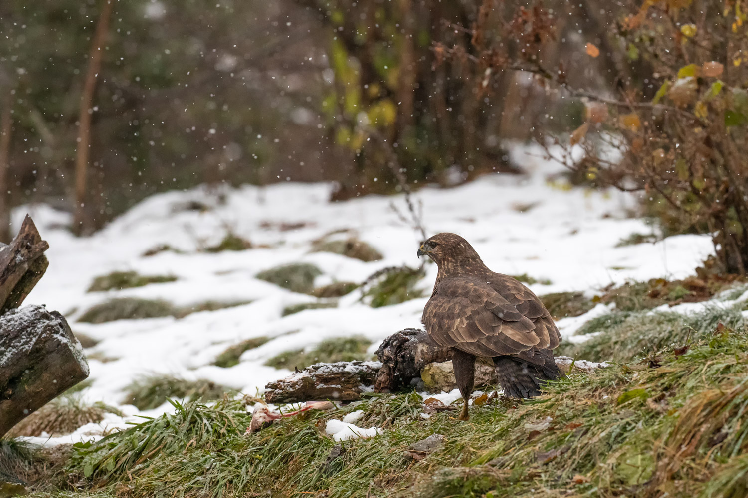 Poiana under the snow