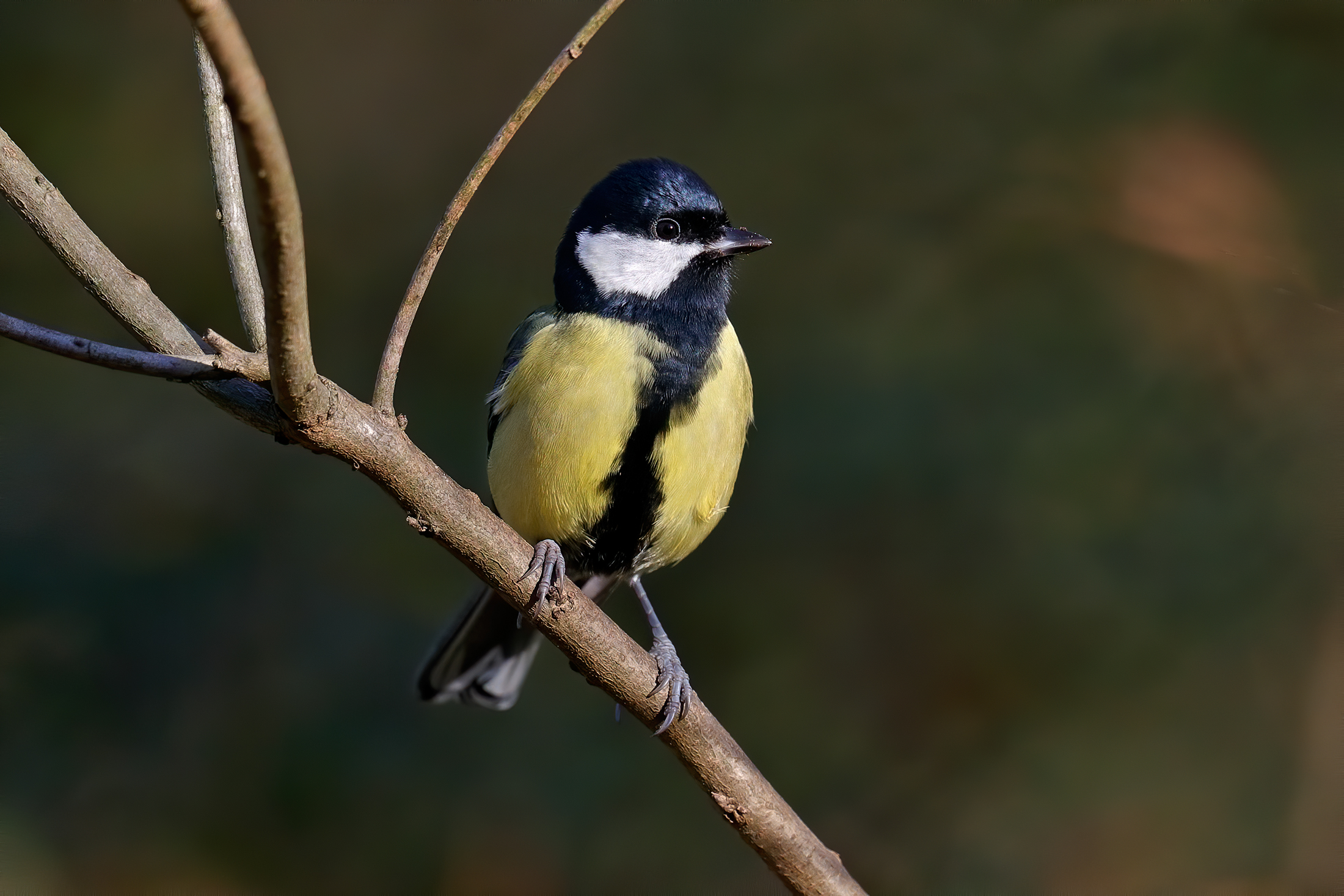 Stato di all'erta- Cinciallegra