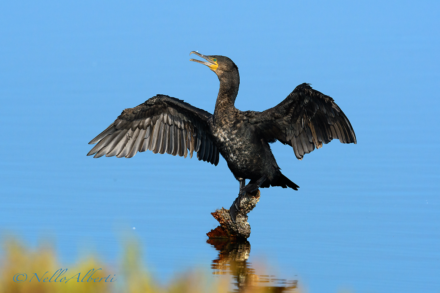 cormorant that dries its wings in the sun