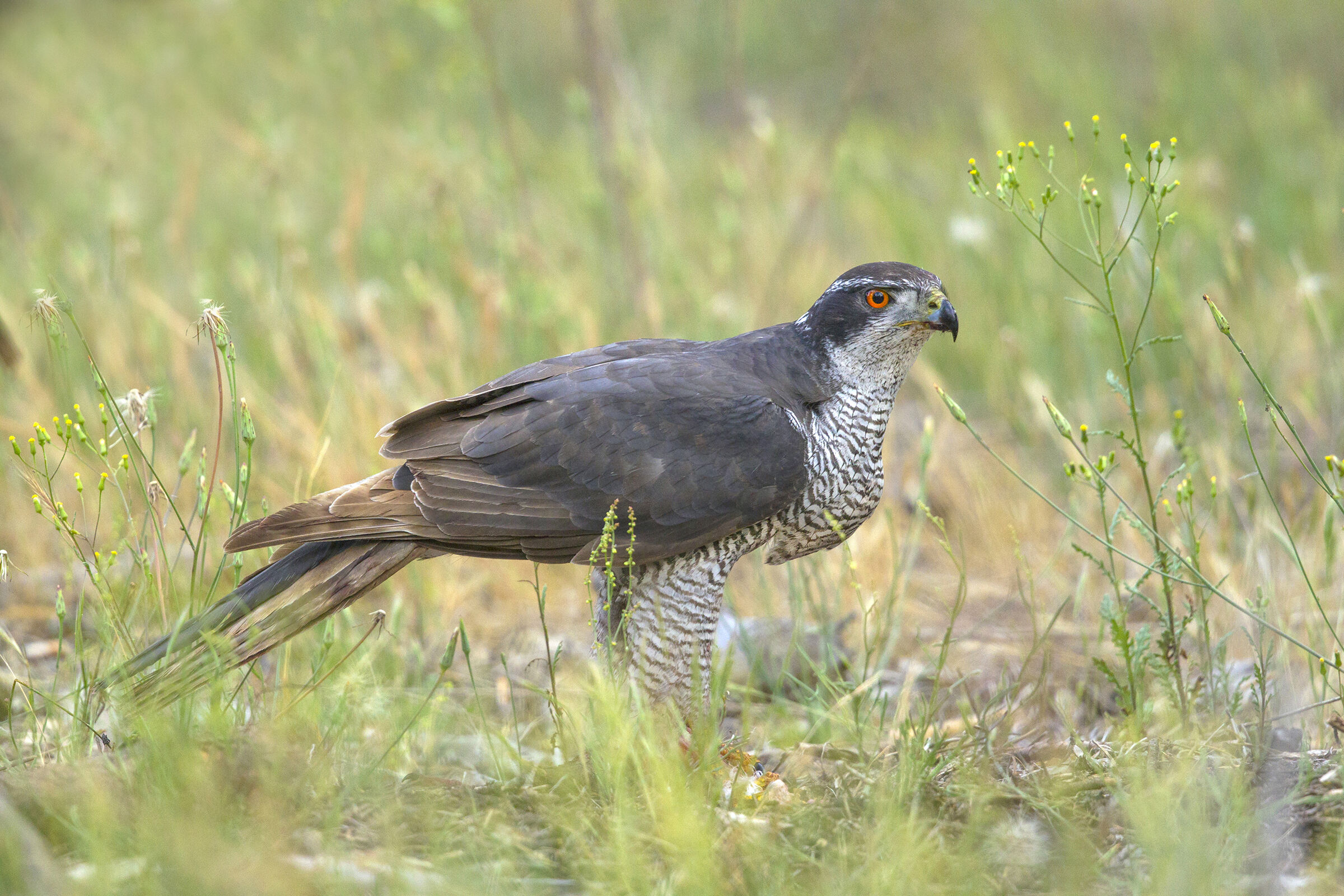 goshawk in the meadow