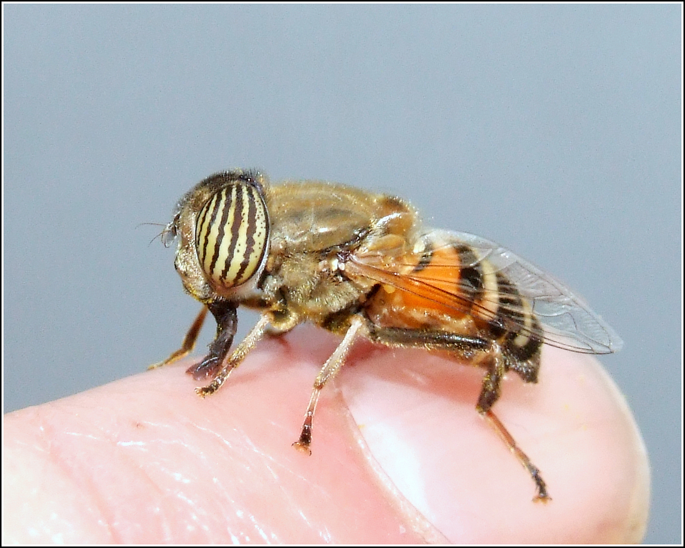 " Eristalinus taeniops " female