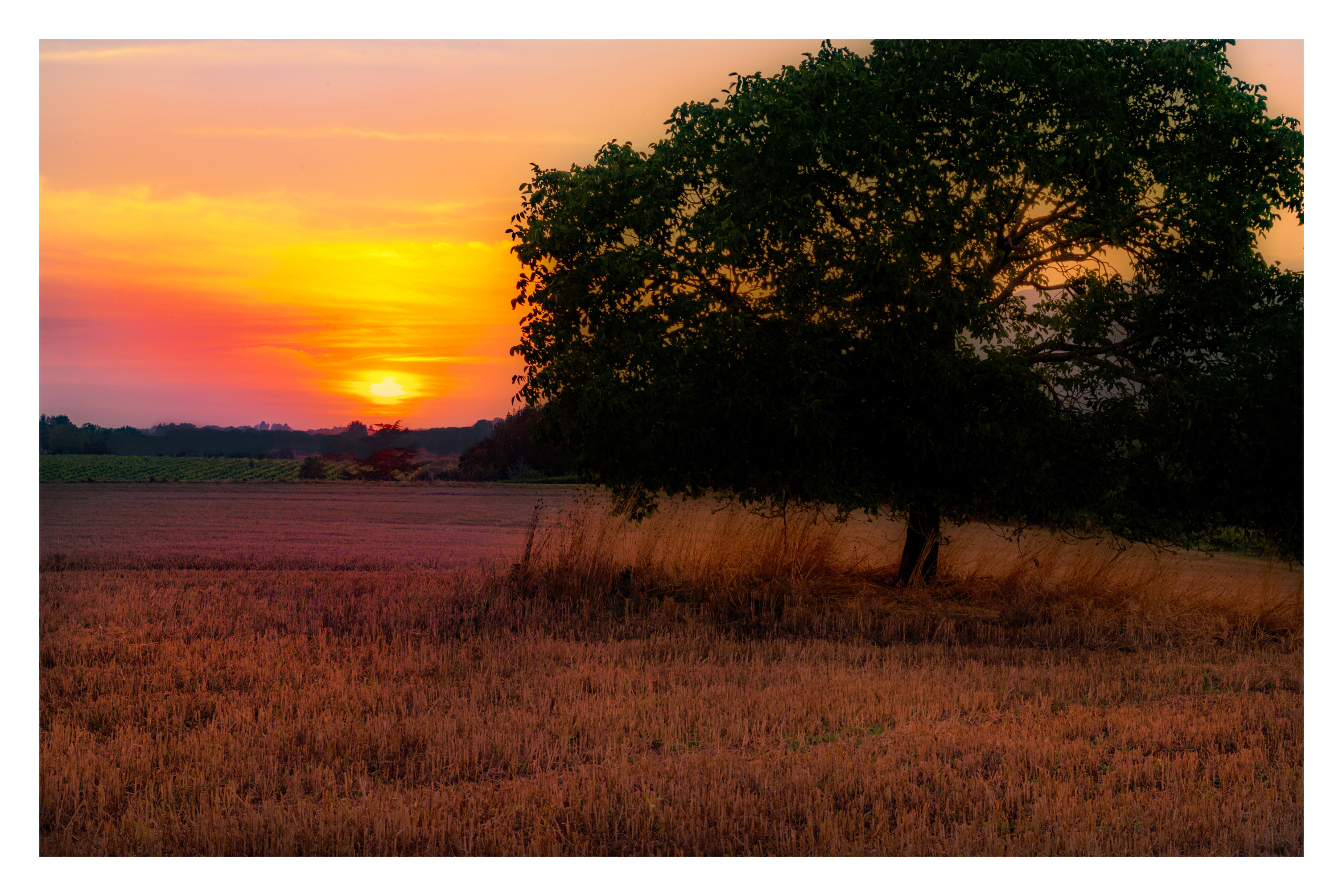 L'albero ed il tramonto