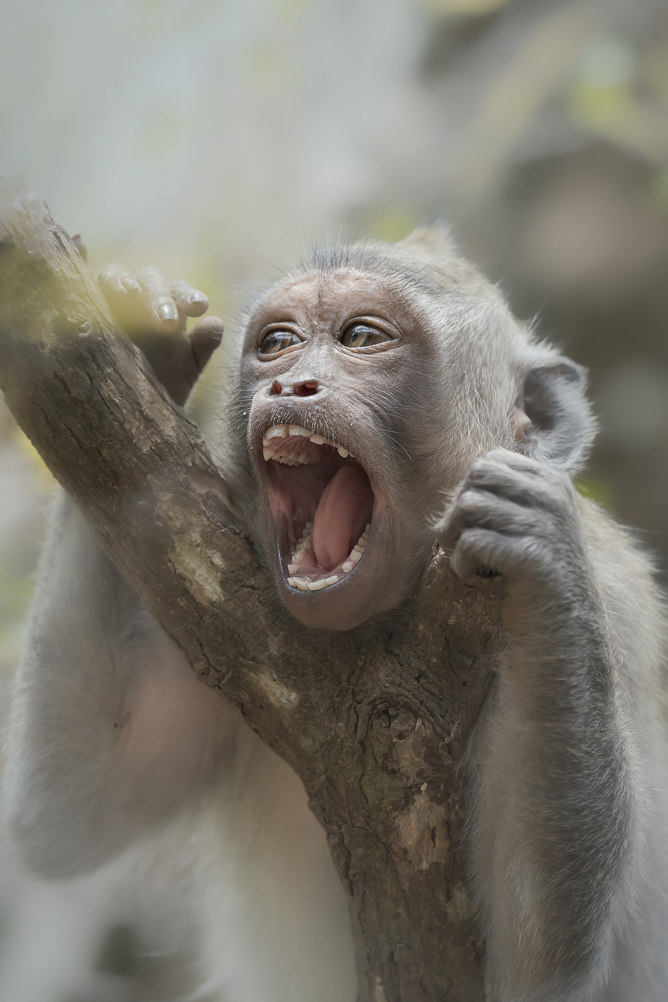 shining !!!!!!   macaco