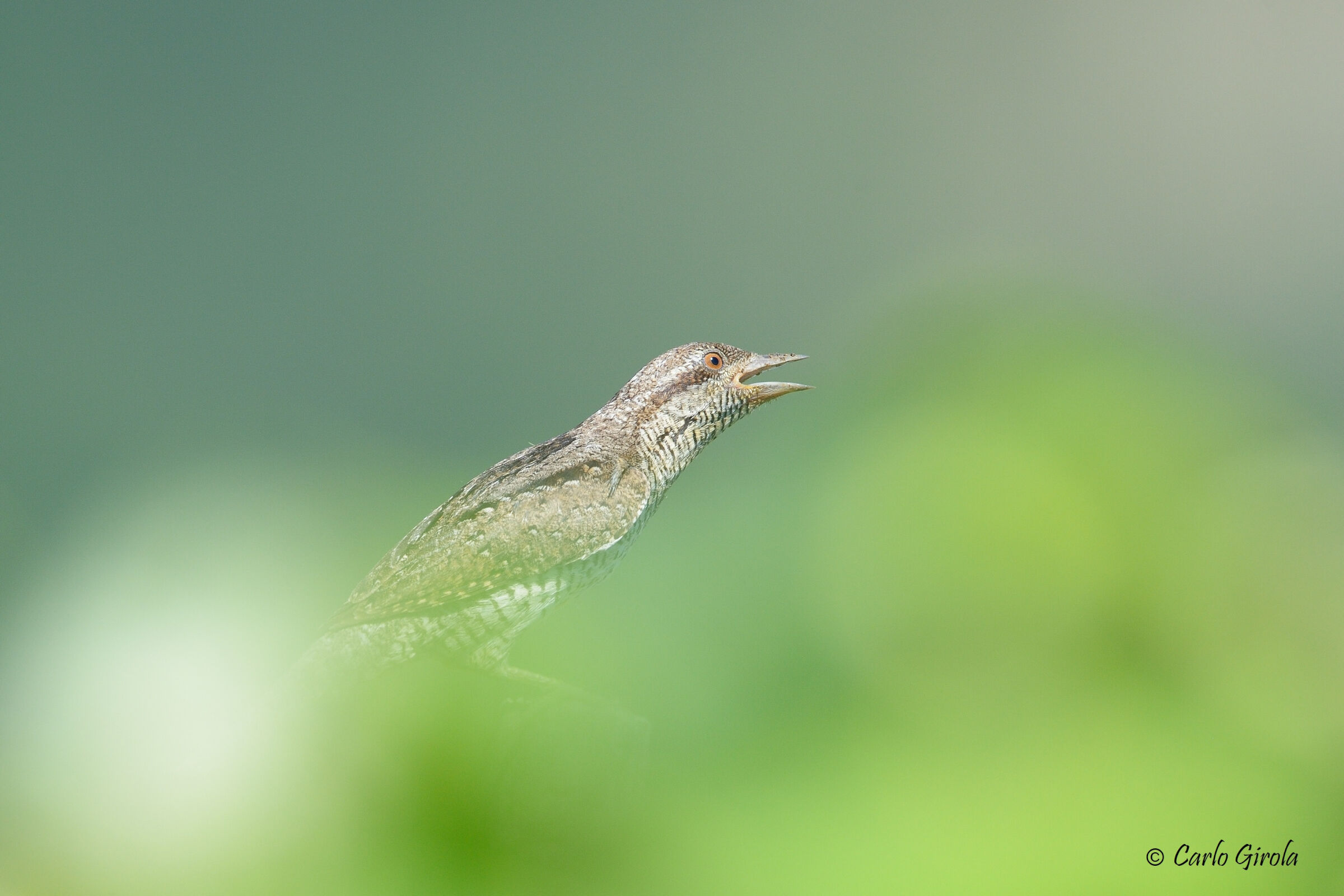 Torch (Jynx torquilla)