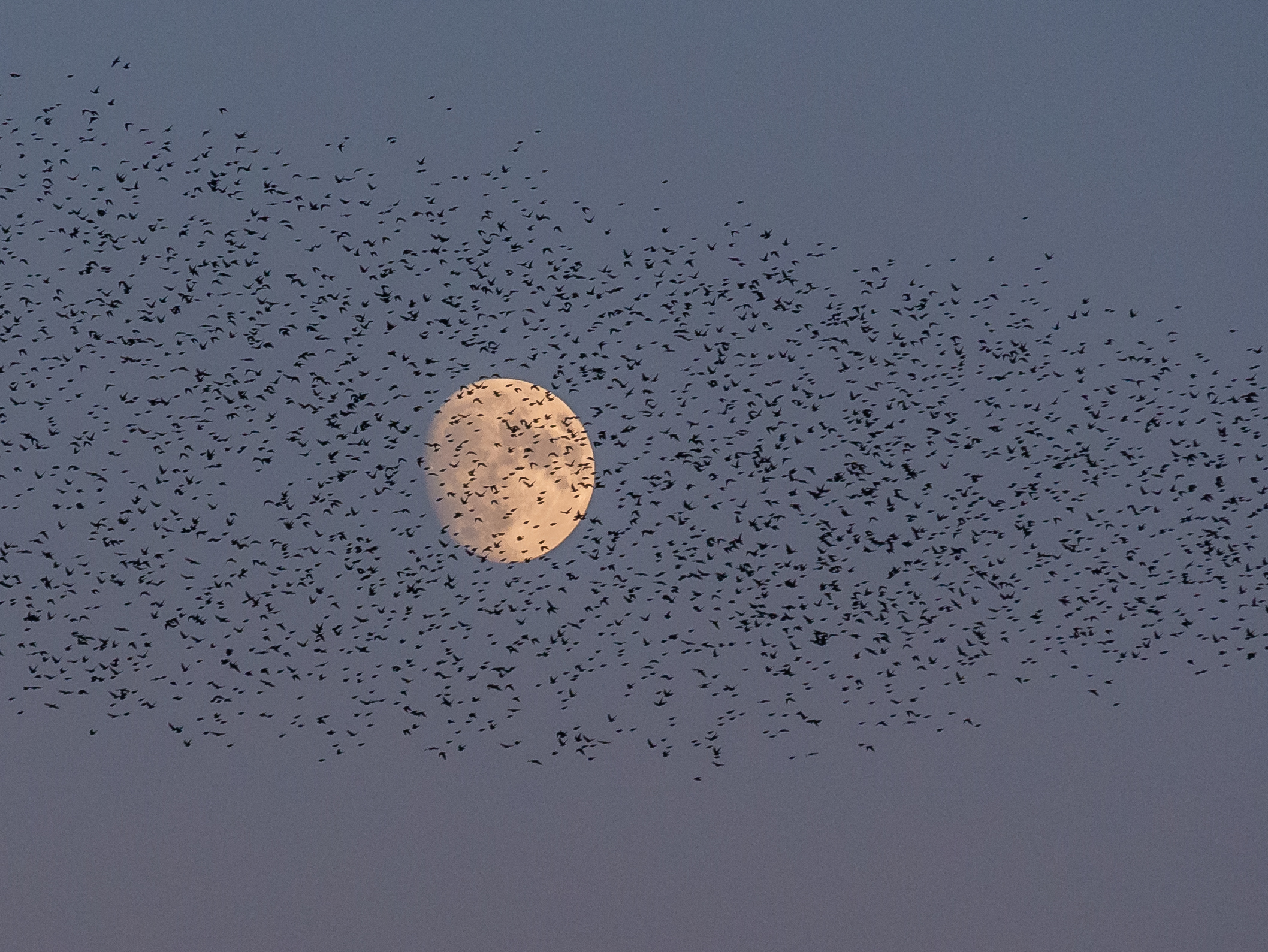 Moon and Birds
