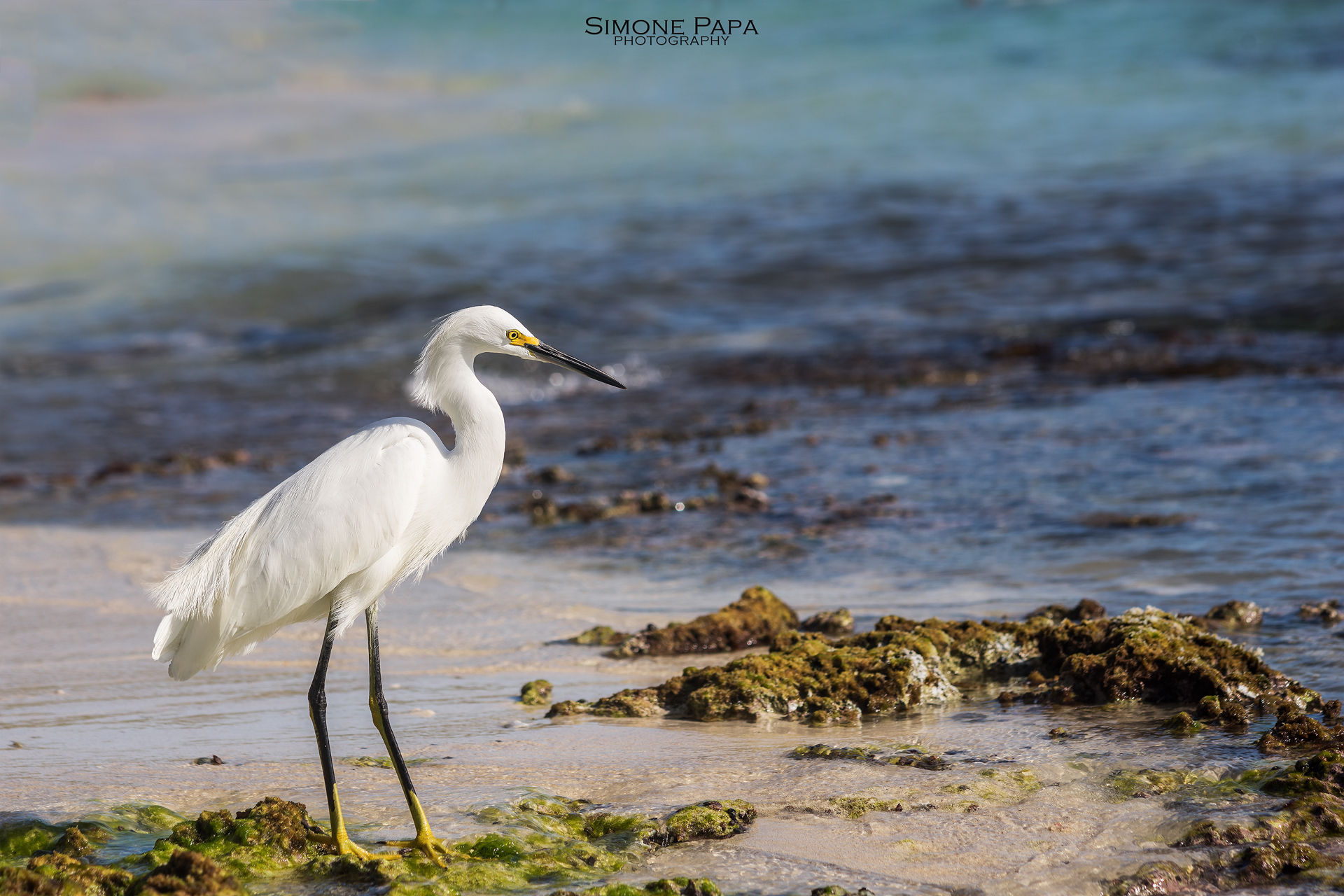 The egret