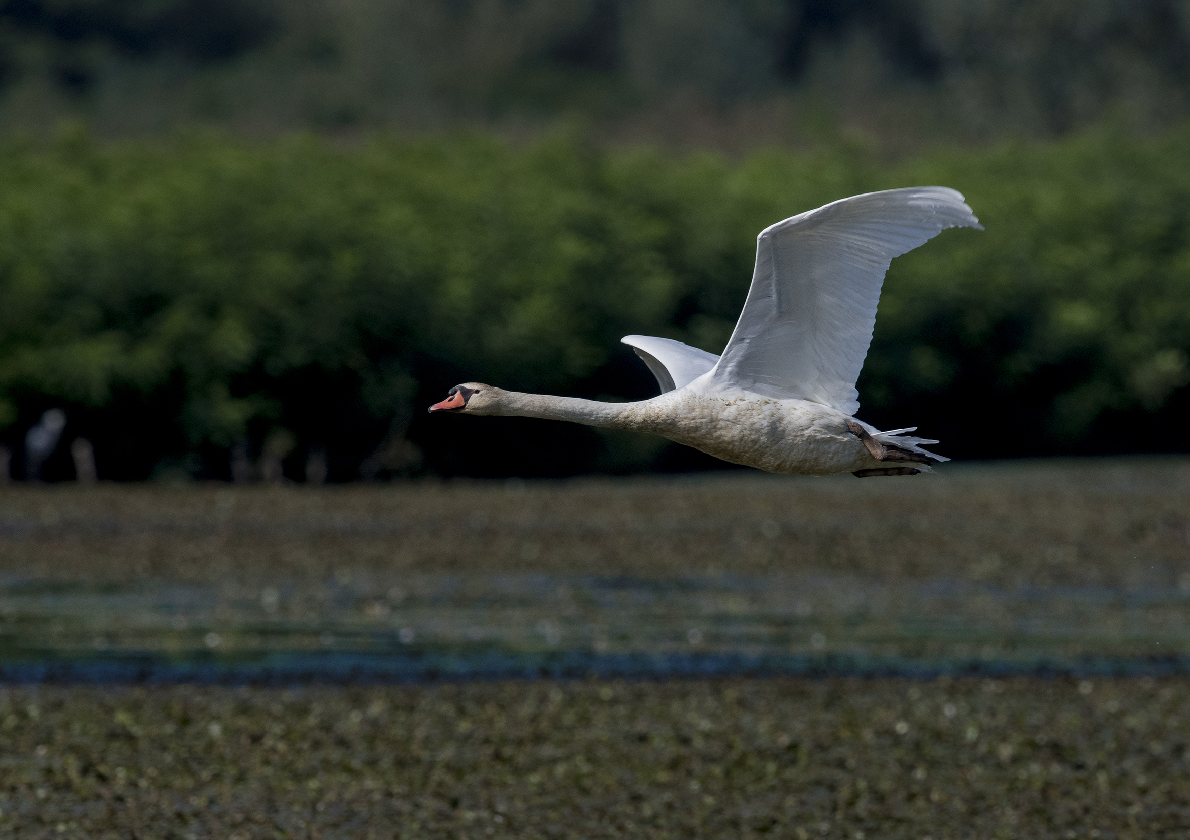 flying swan