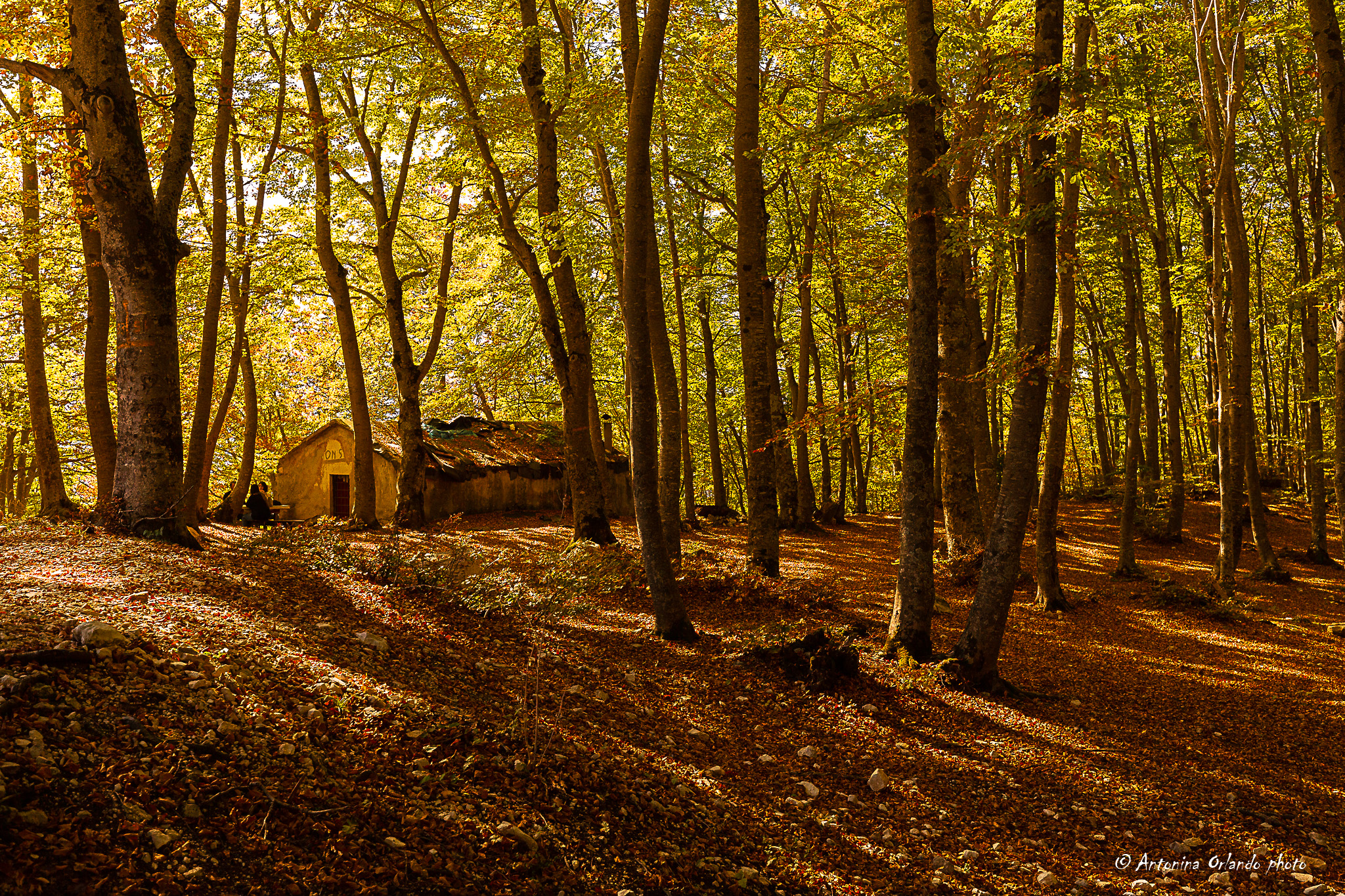 The cottage of the 7 dwarves in the woods.