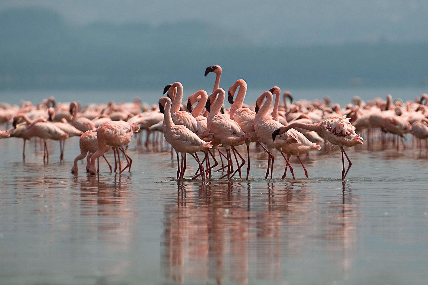 Fenicotteri al lago Nakuru