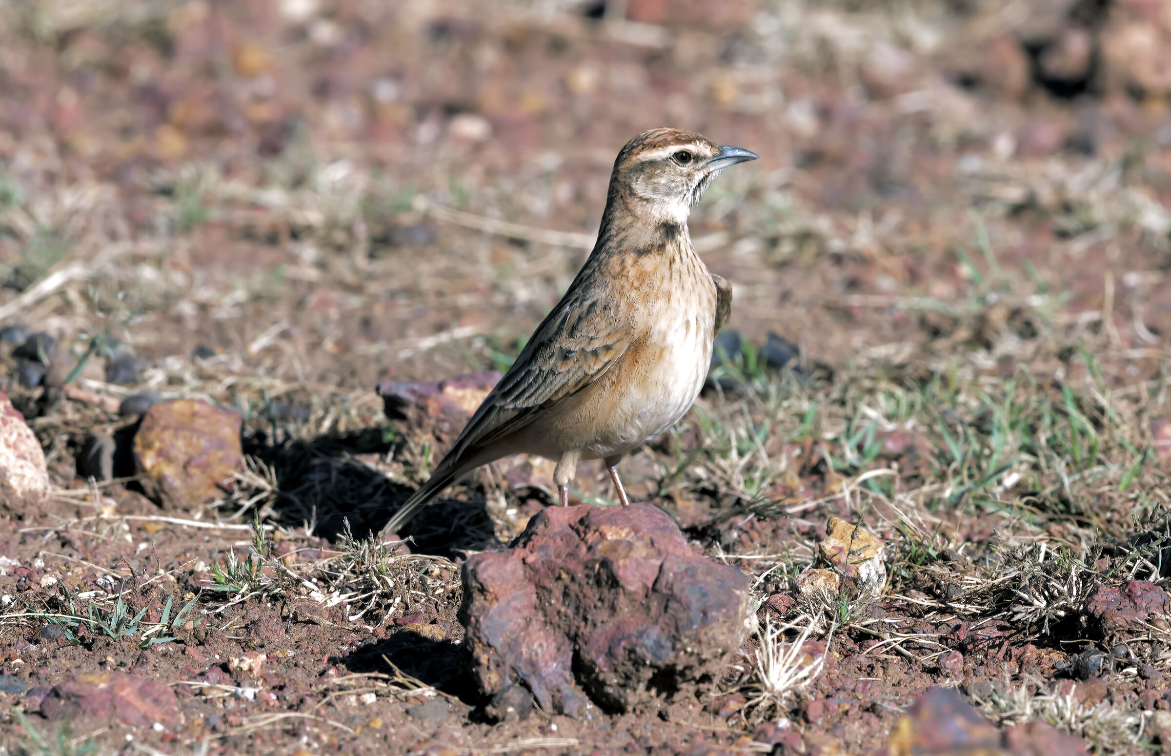 Singing bush lark Mirafra cantillans