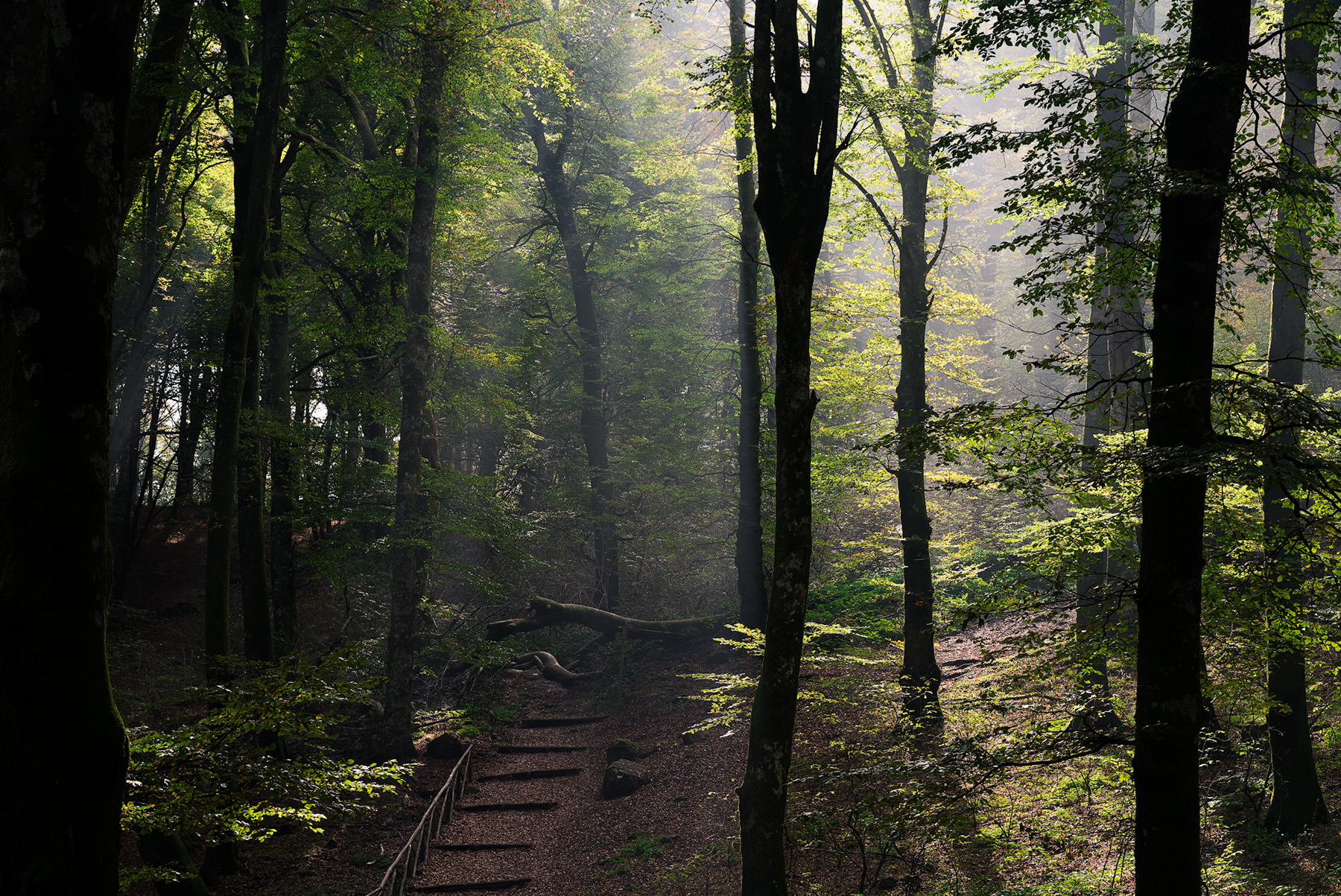 The Path in the Woods