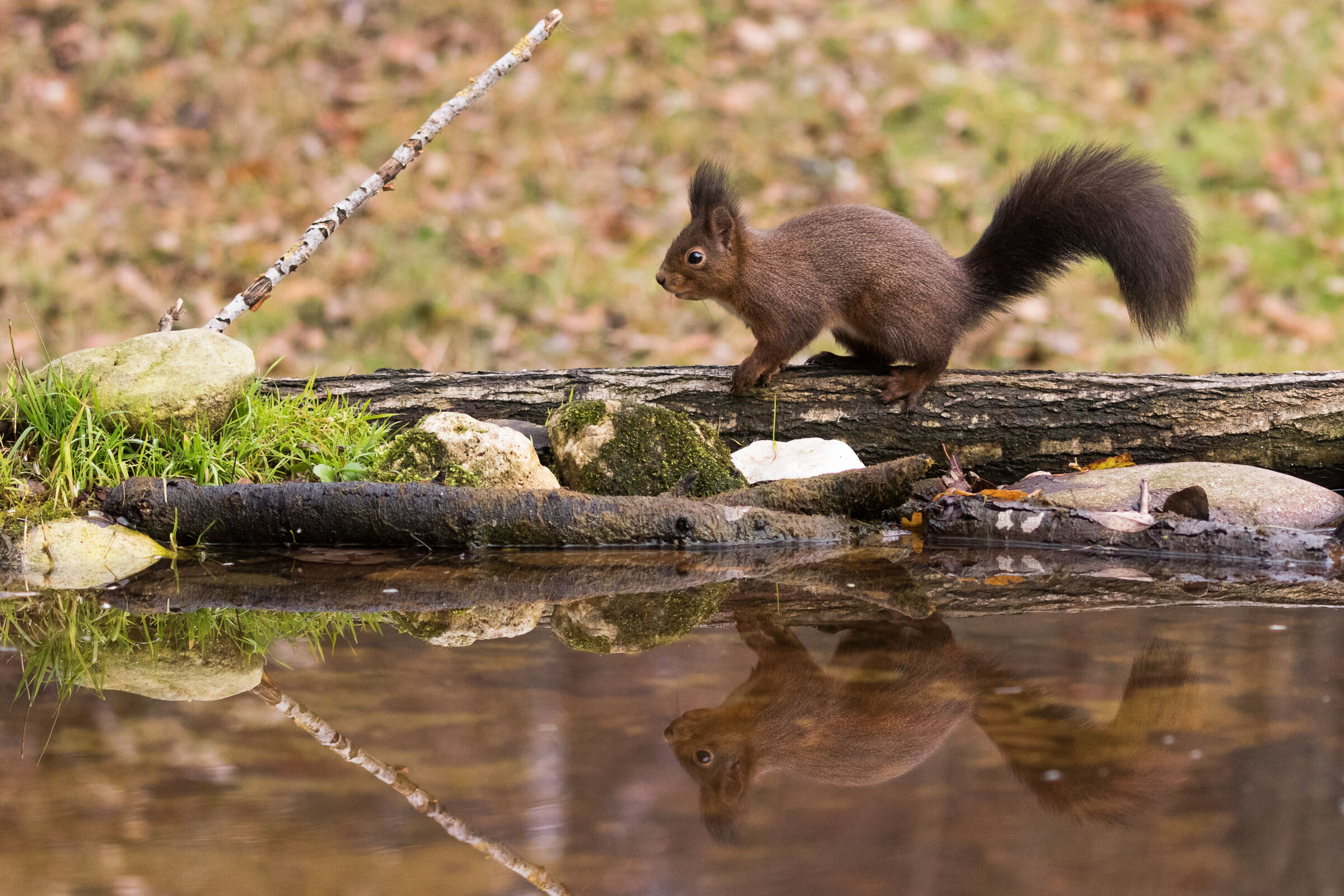Squirrel reflections