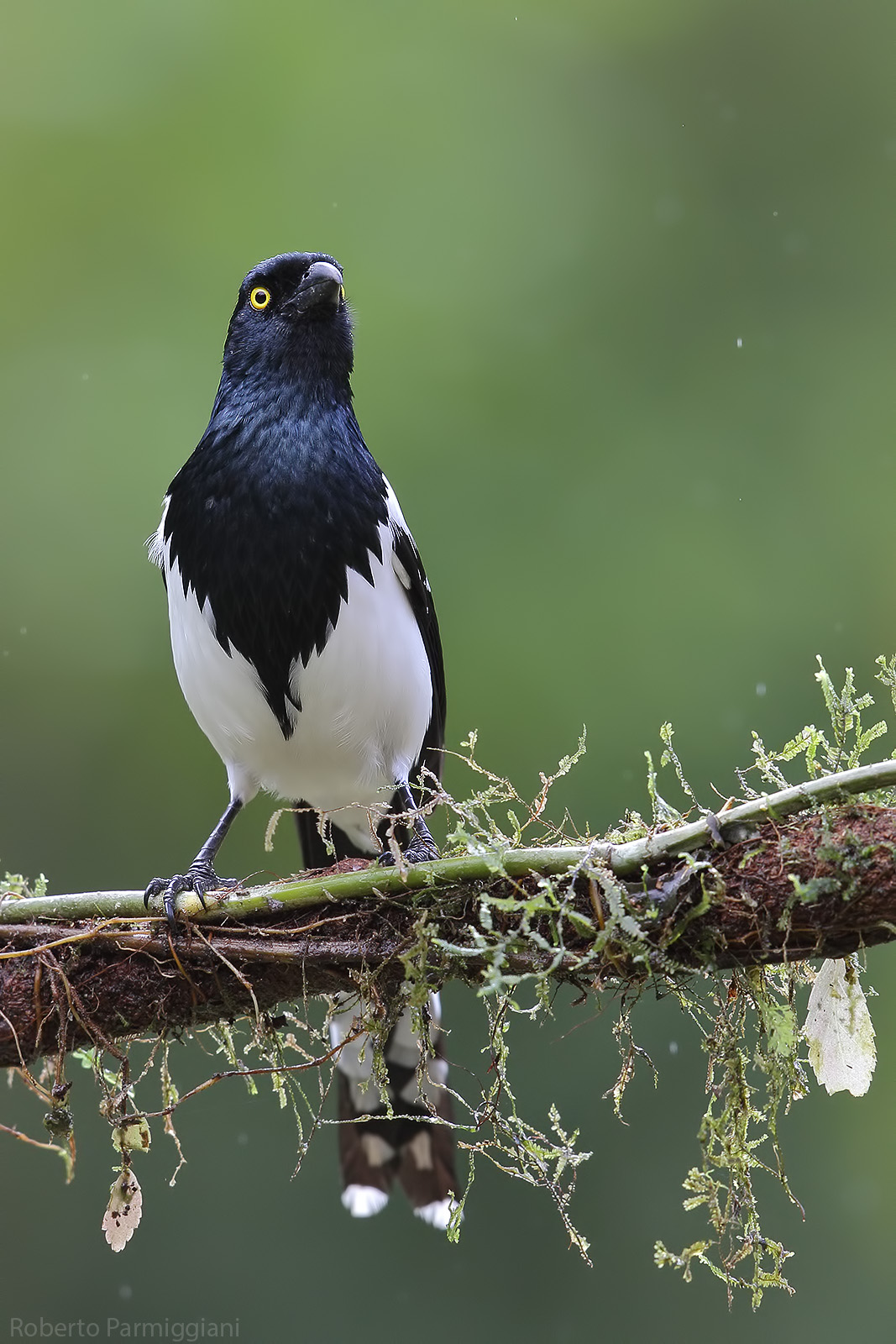 Tangara Magpie