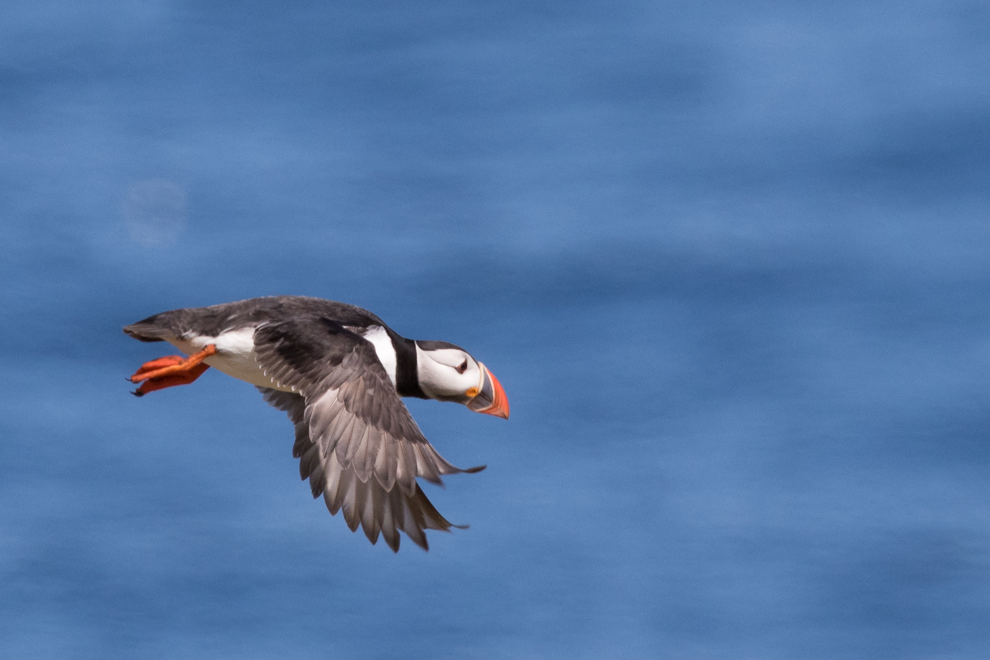 Puffin dive