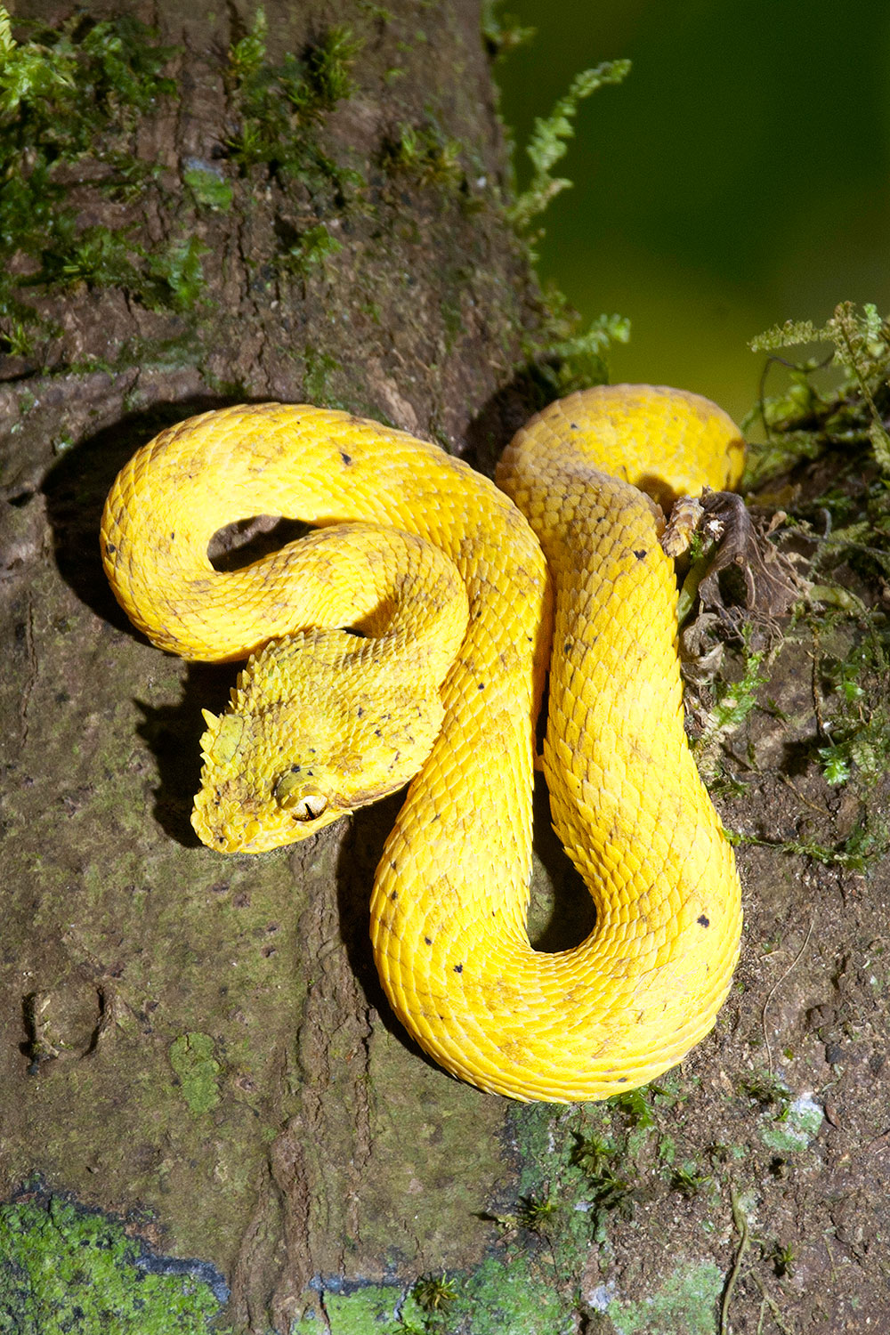 Vipera dalle ciglia gialla