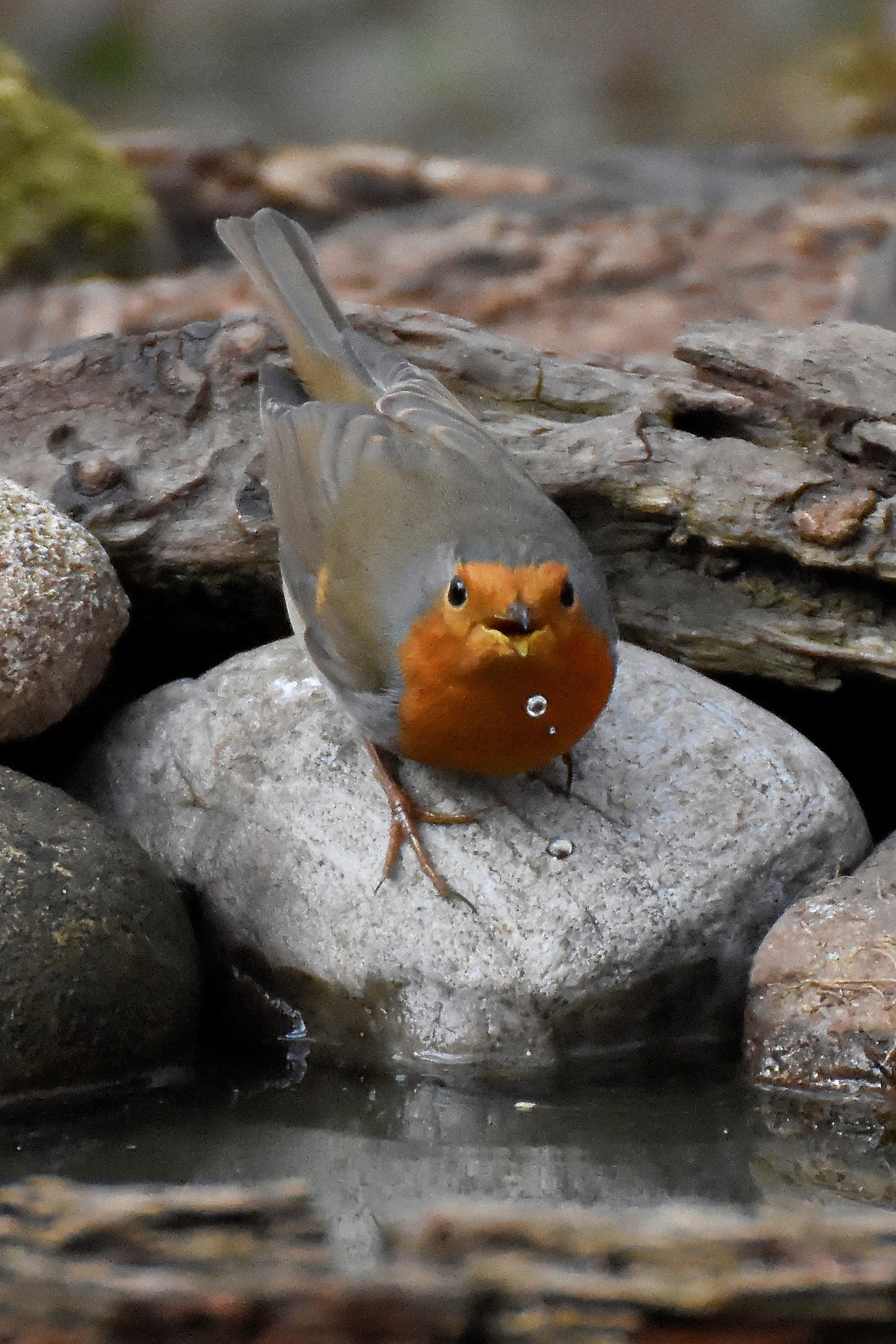 watered robin