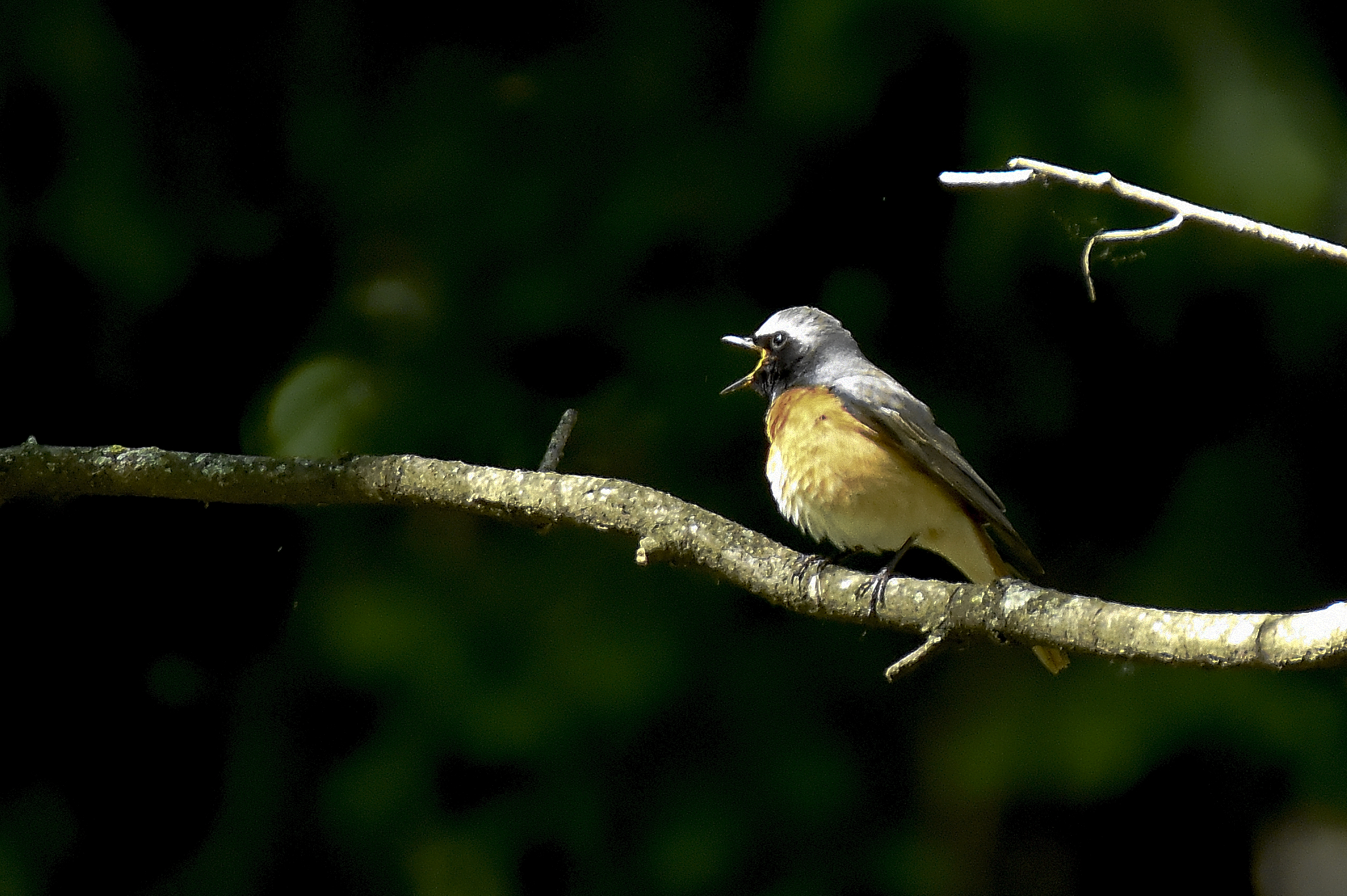 codirosso to the singing