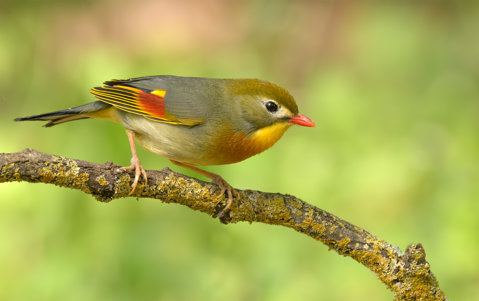 Usignolo del Giappone- Montemarcello