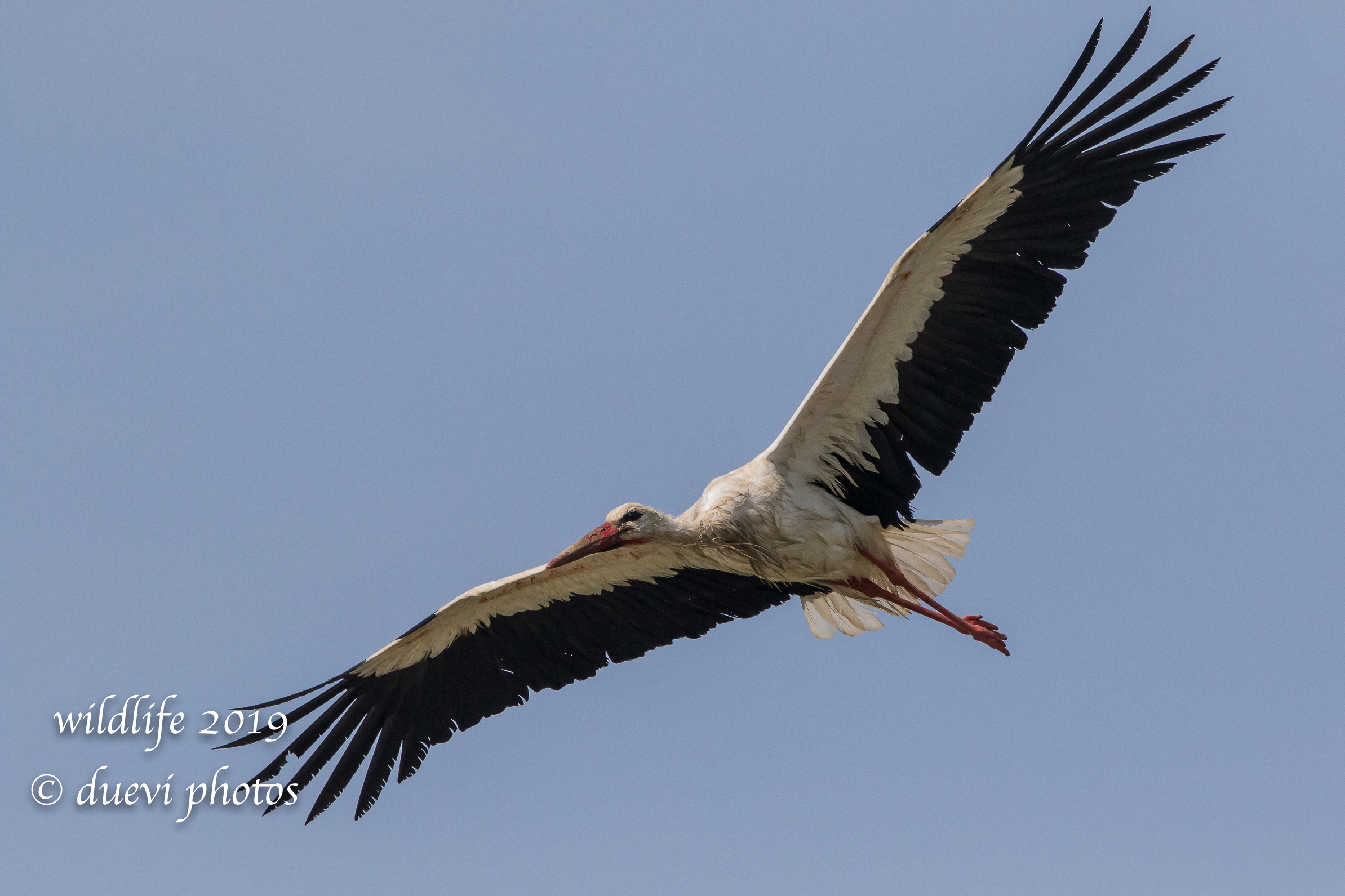 White stork - Ciconia ciconia