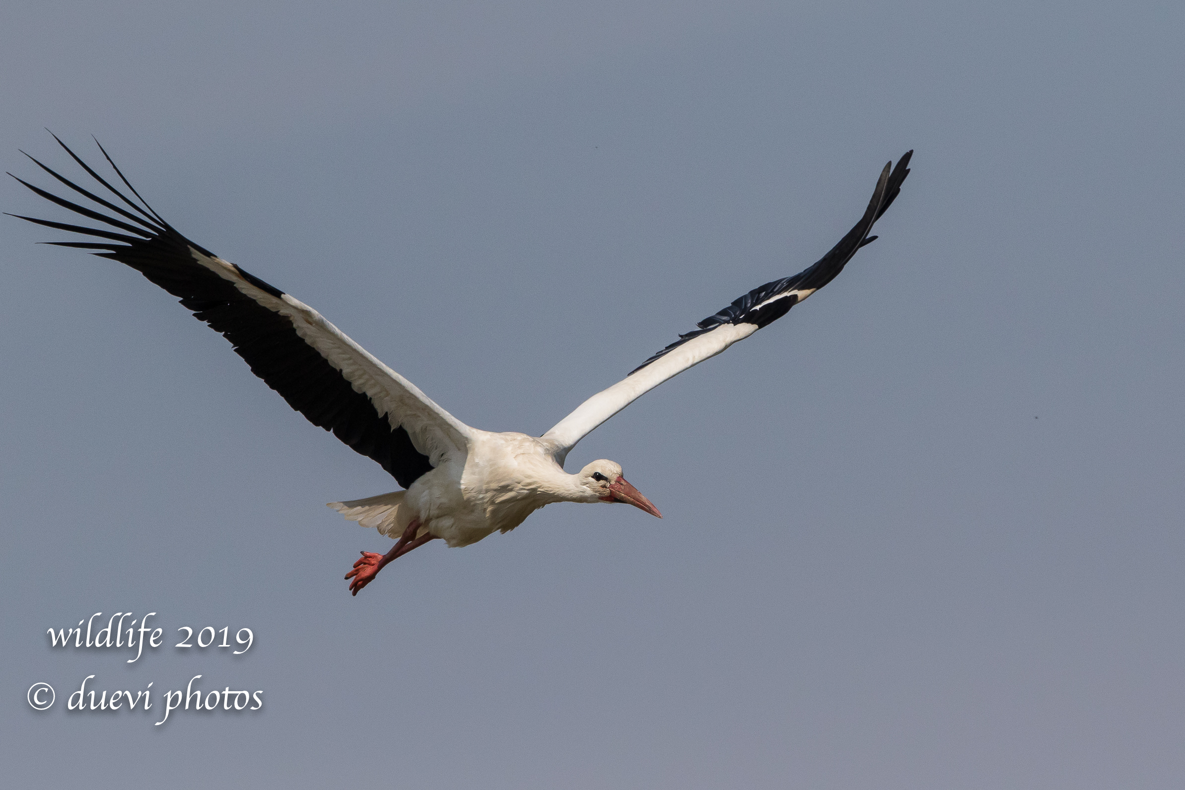 White stork - Ciconia ciconia