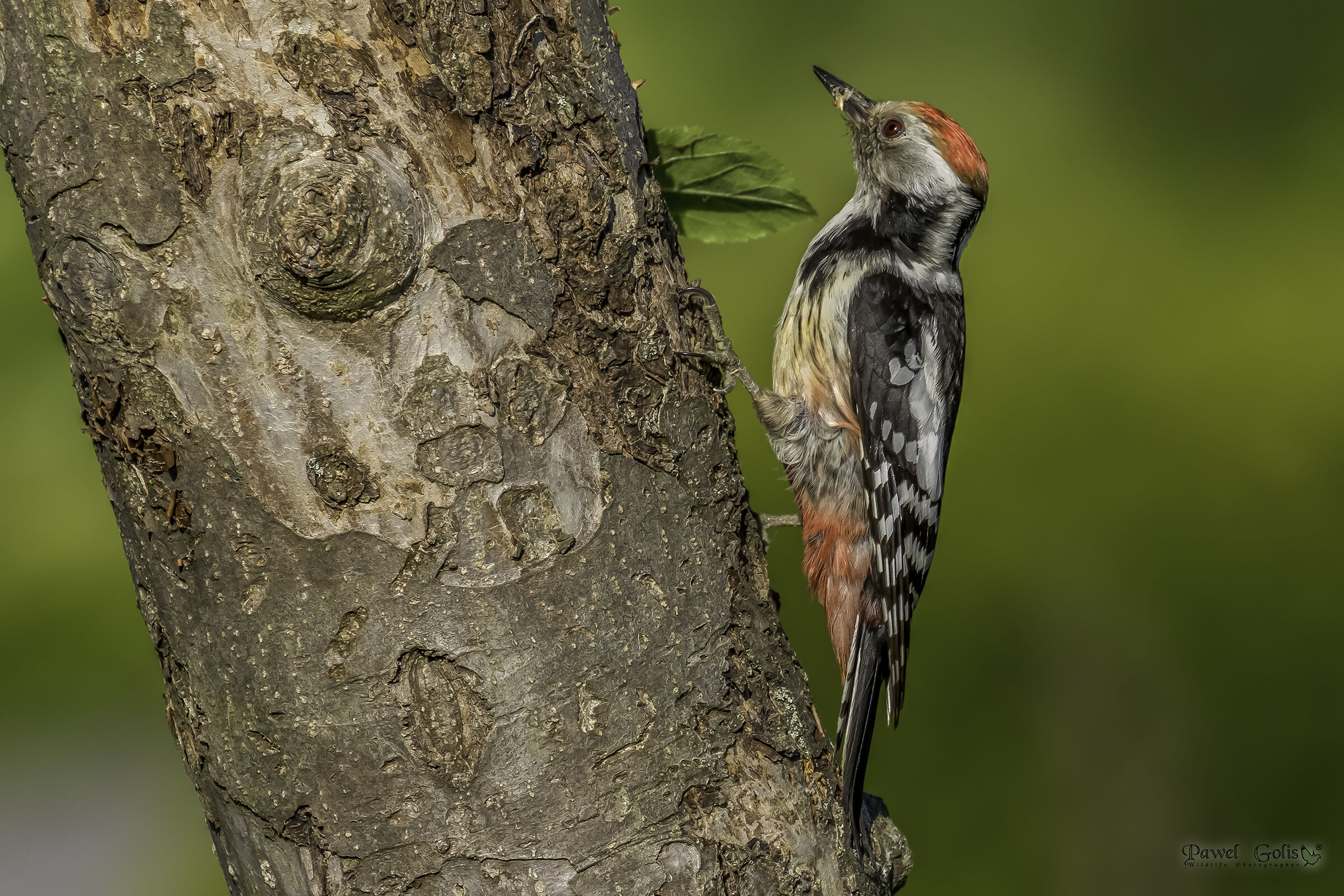 Picchio maculato medio (Dendrocopos medius)