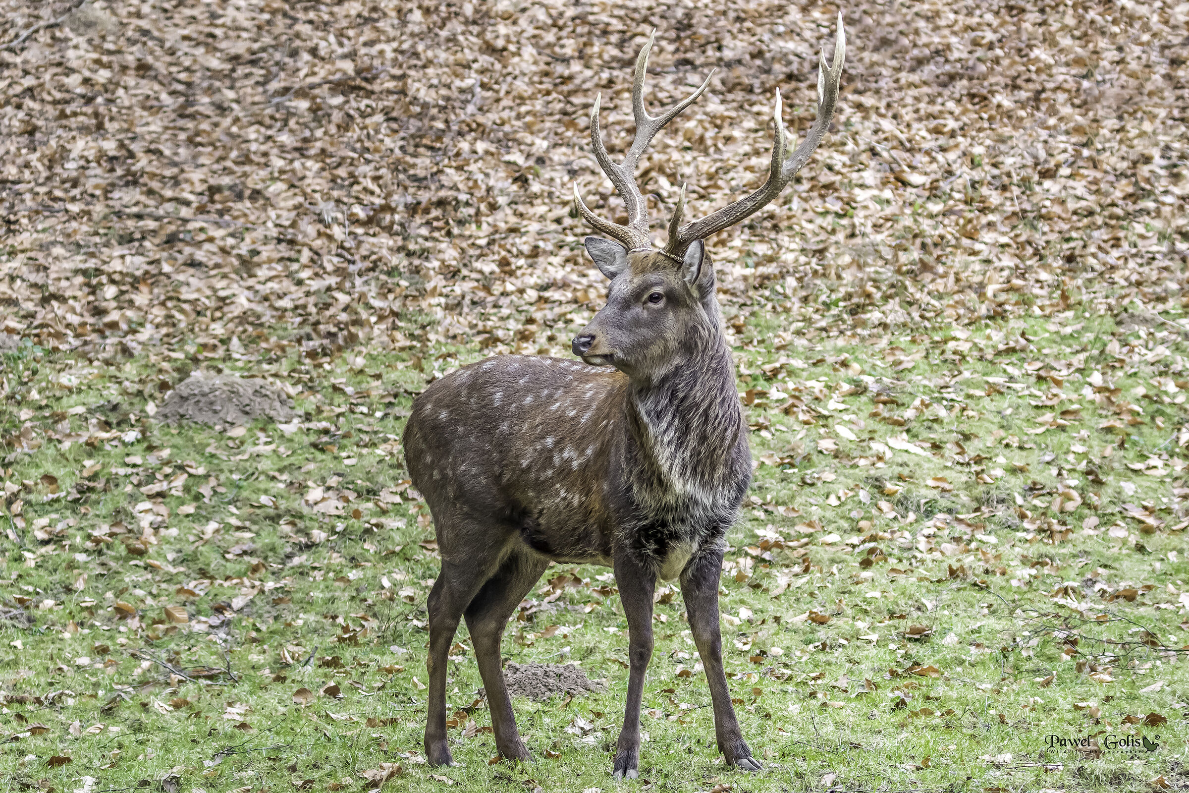 Cervo rosso (Cervus elaphus)