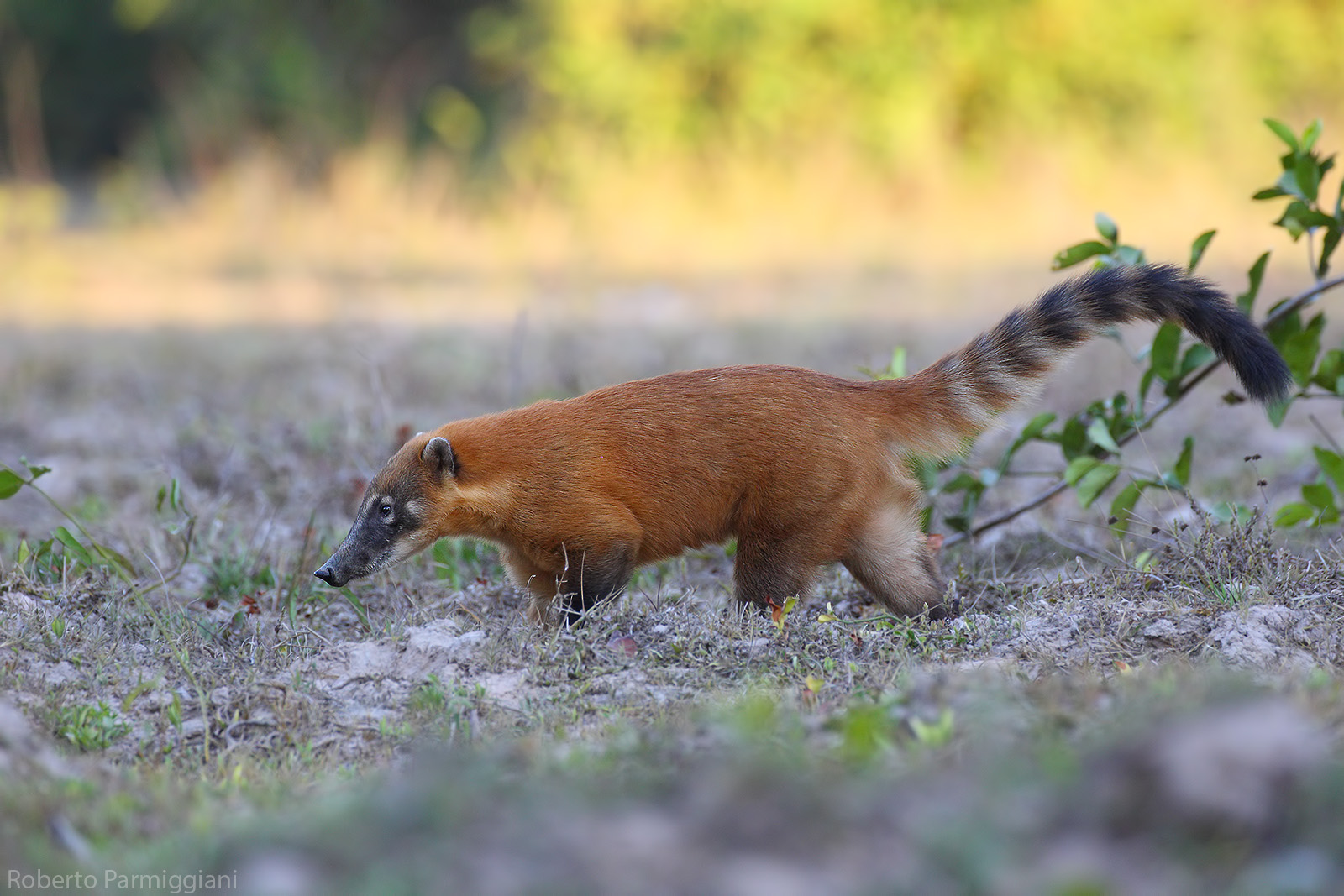 Coati