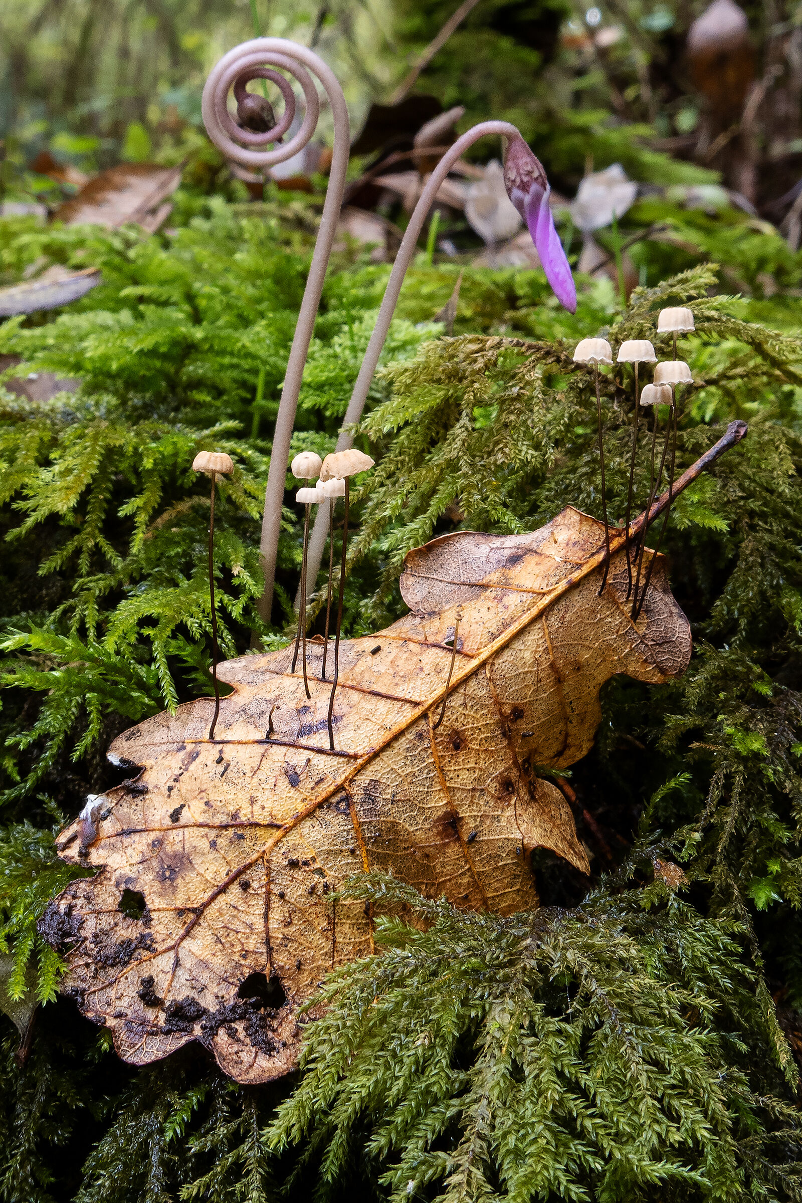 Marasmius quercophilus