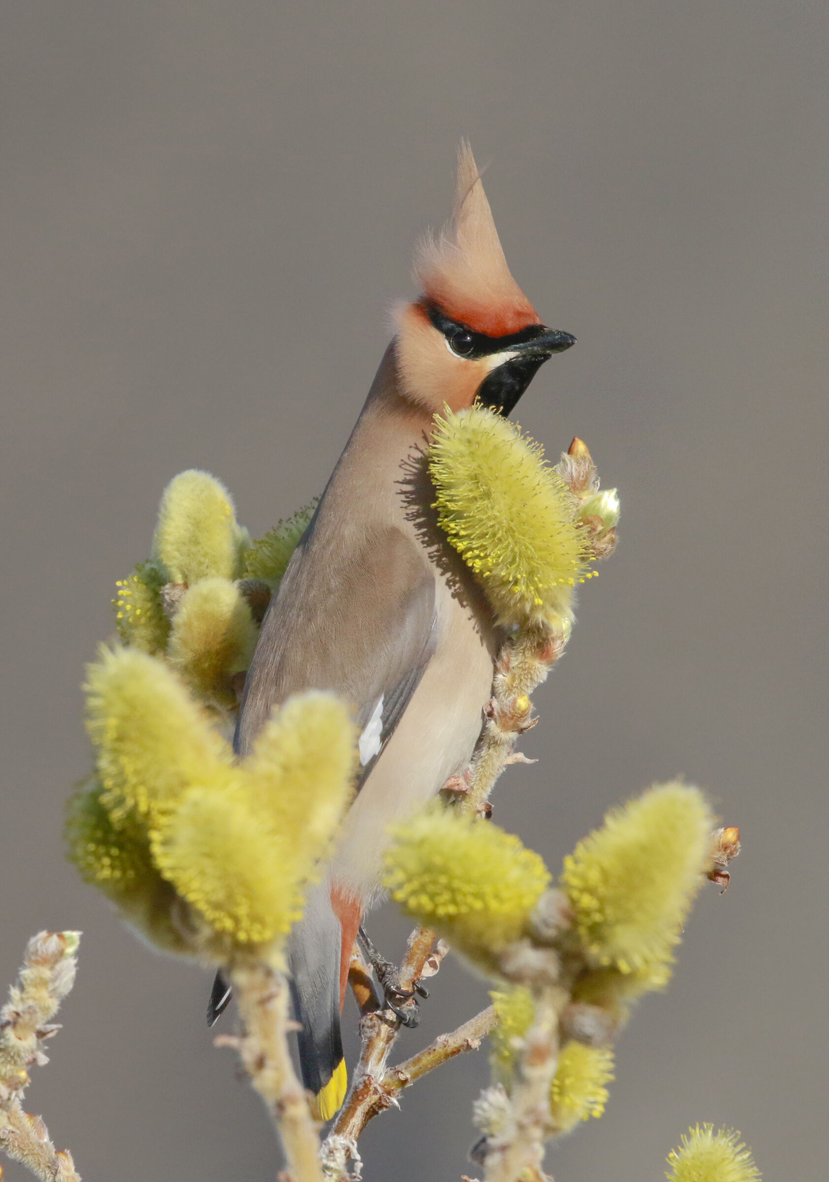 beakbetween the shoots