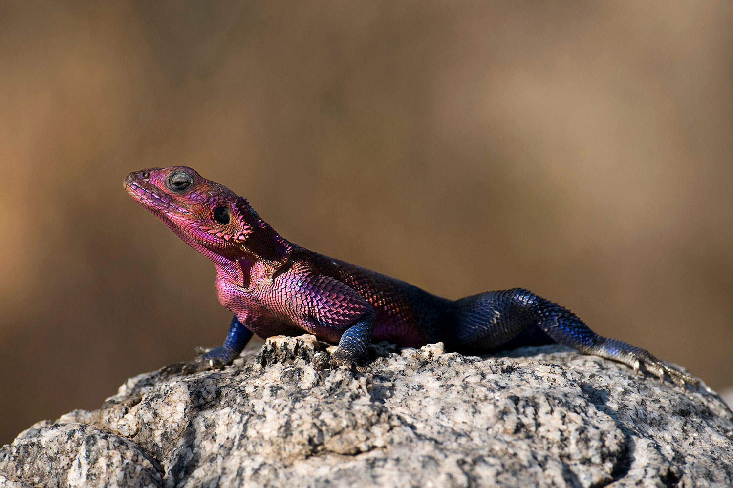 ritratto di Lucertola Agama