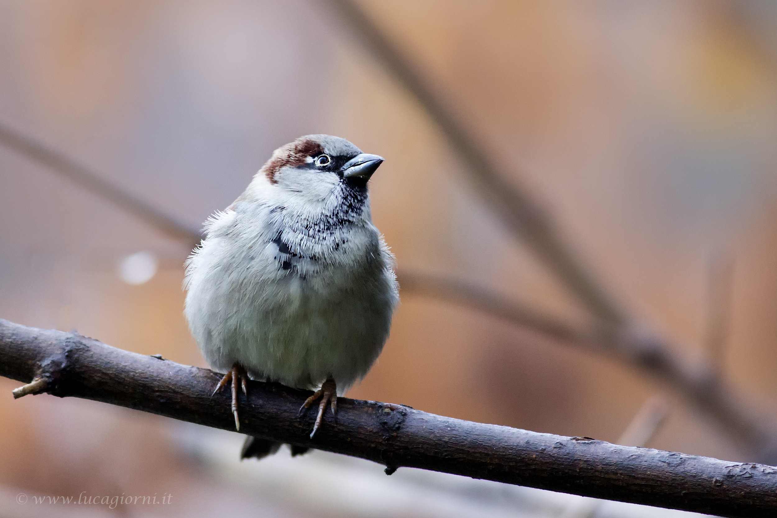 Tree Sparrow ...