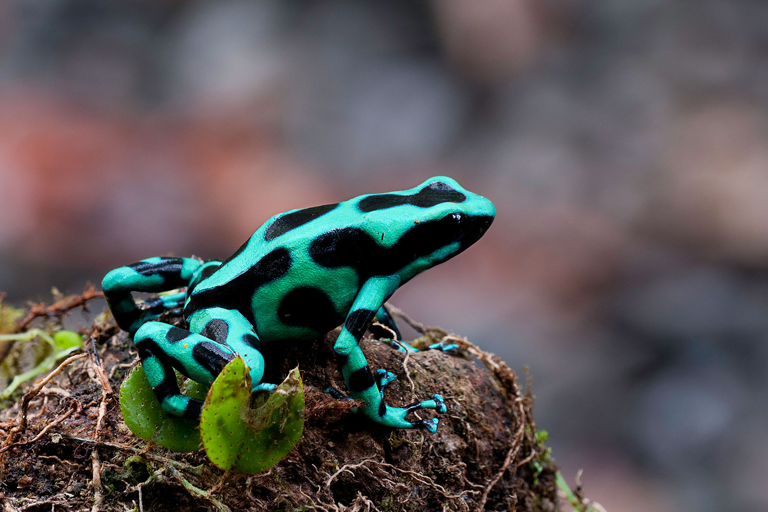 Dendrobates Auratus