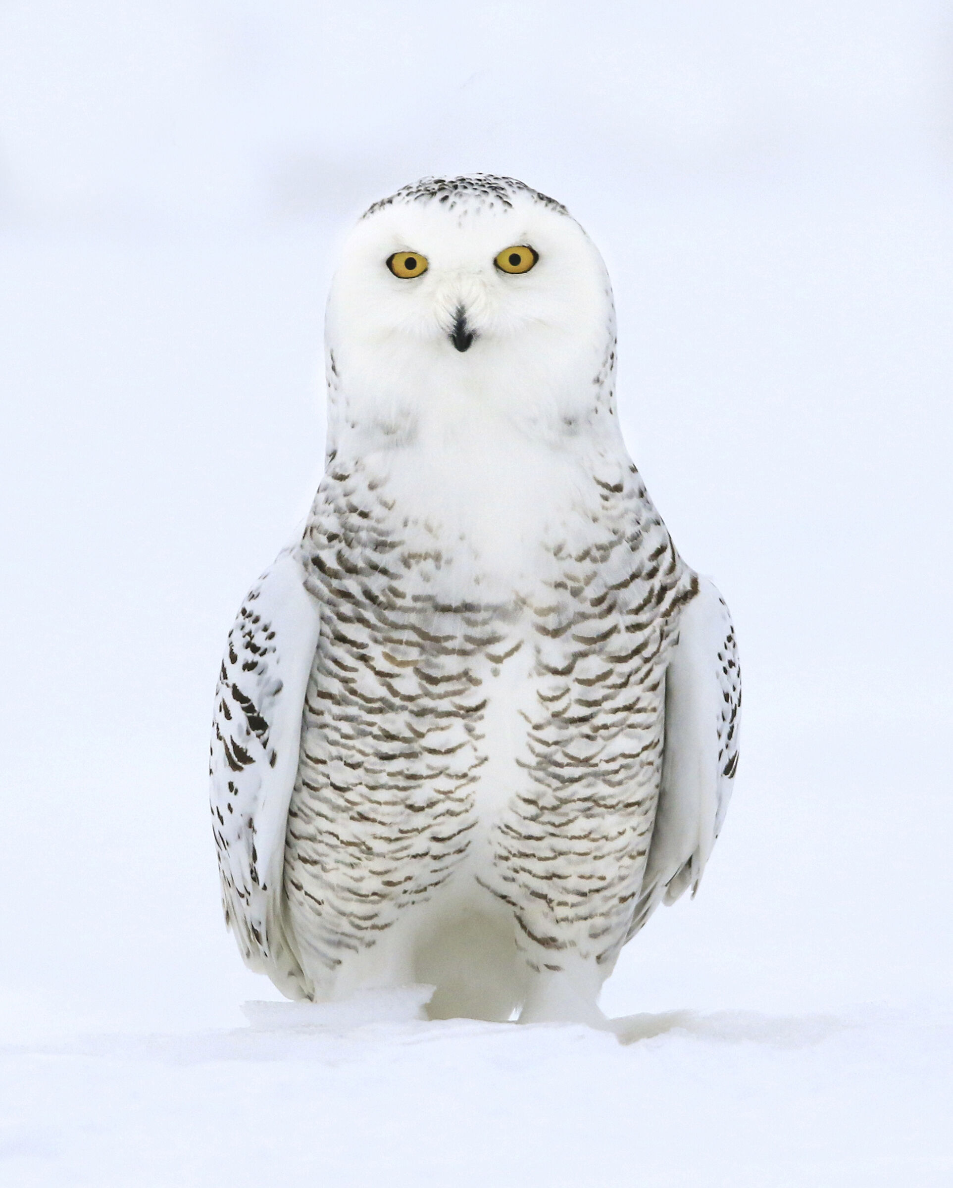 to me the eyes, snow owl