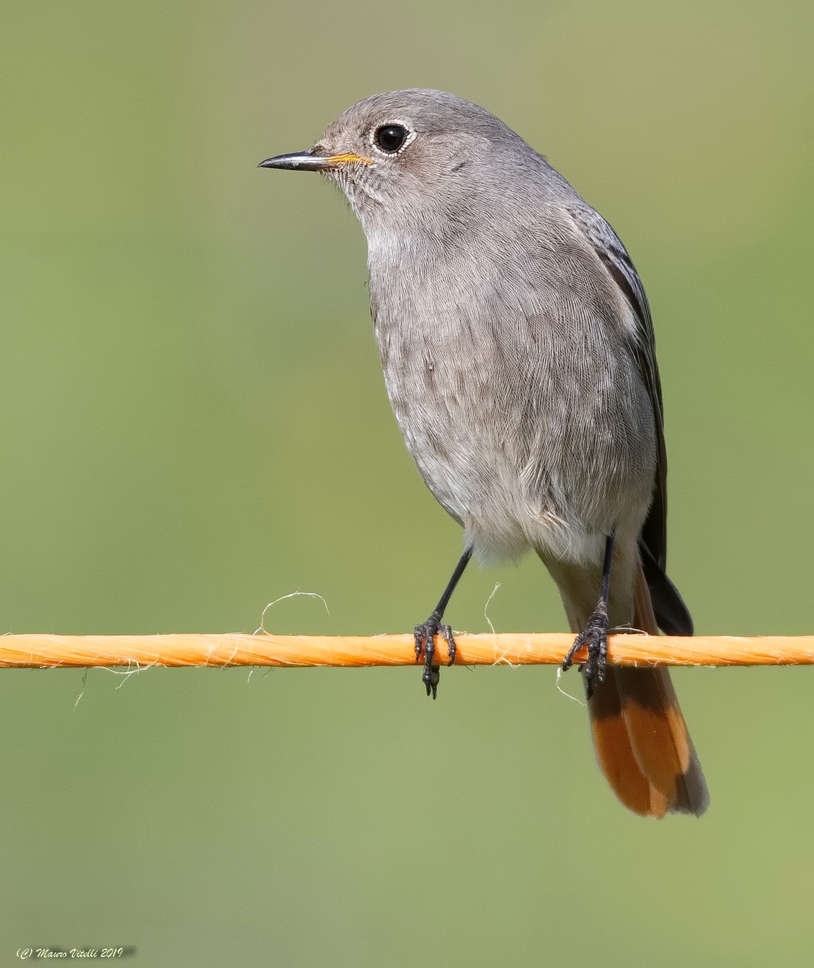 Cdirosso Spazzacamino femmina