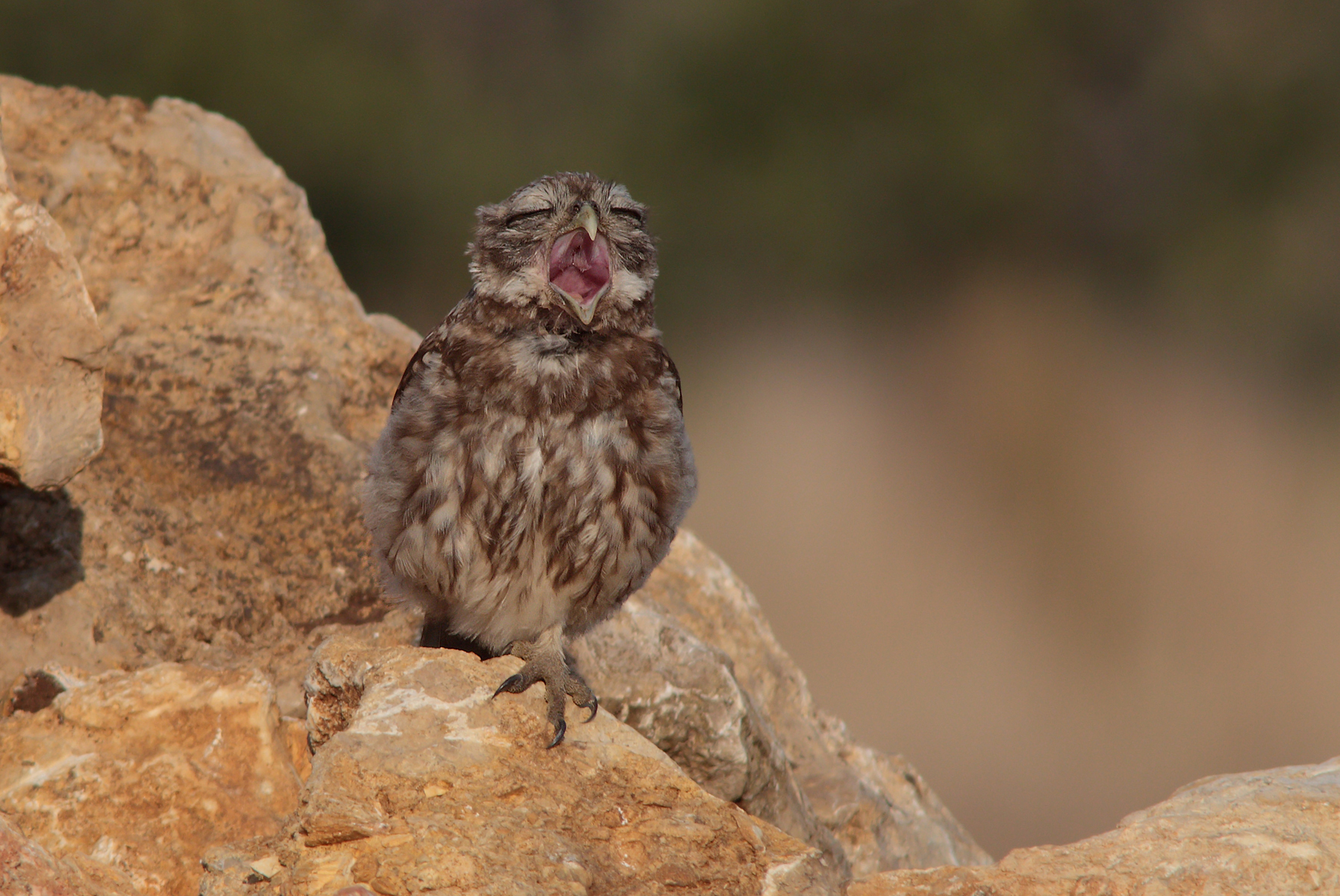 The yawn of the owl