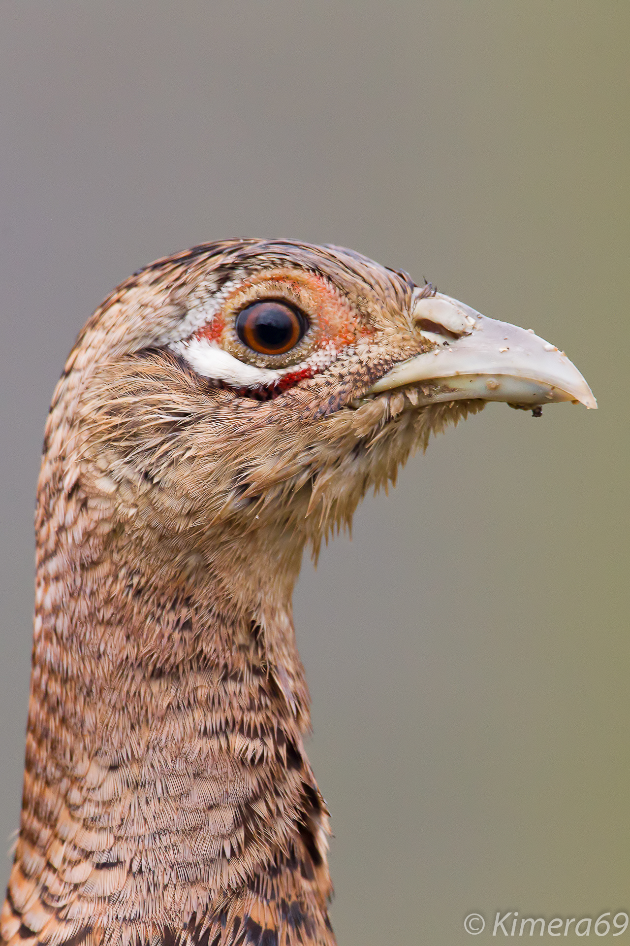 Phasianus colchicus - portrait -
