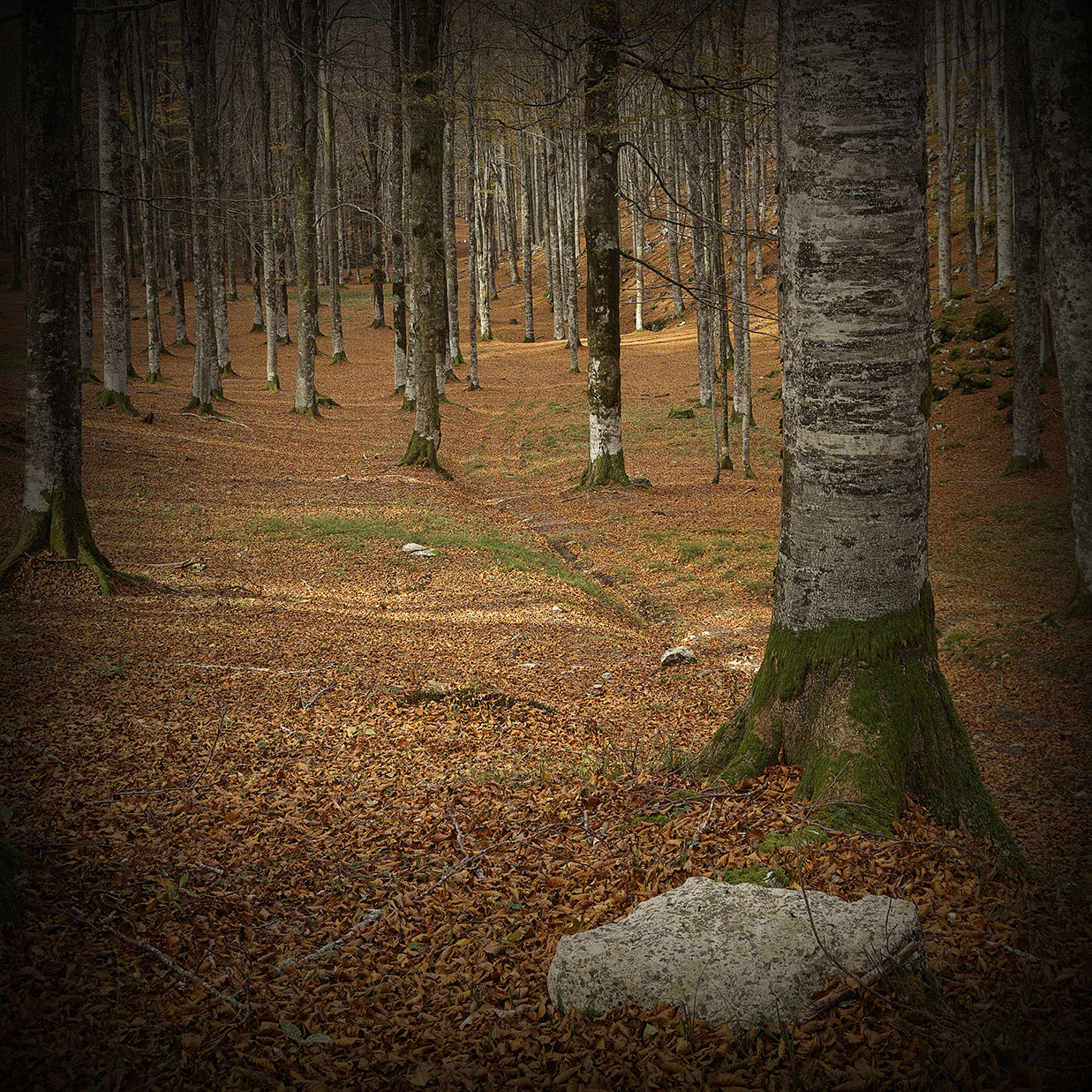 Bosco del Cansiglio